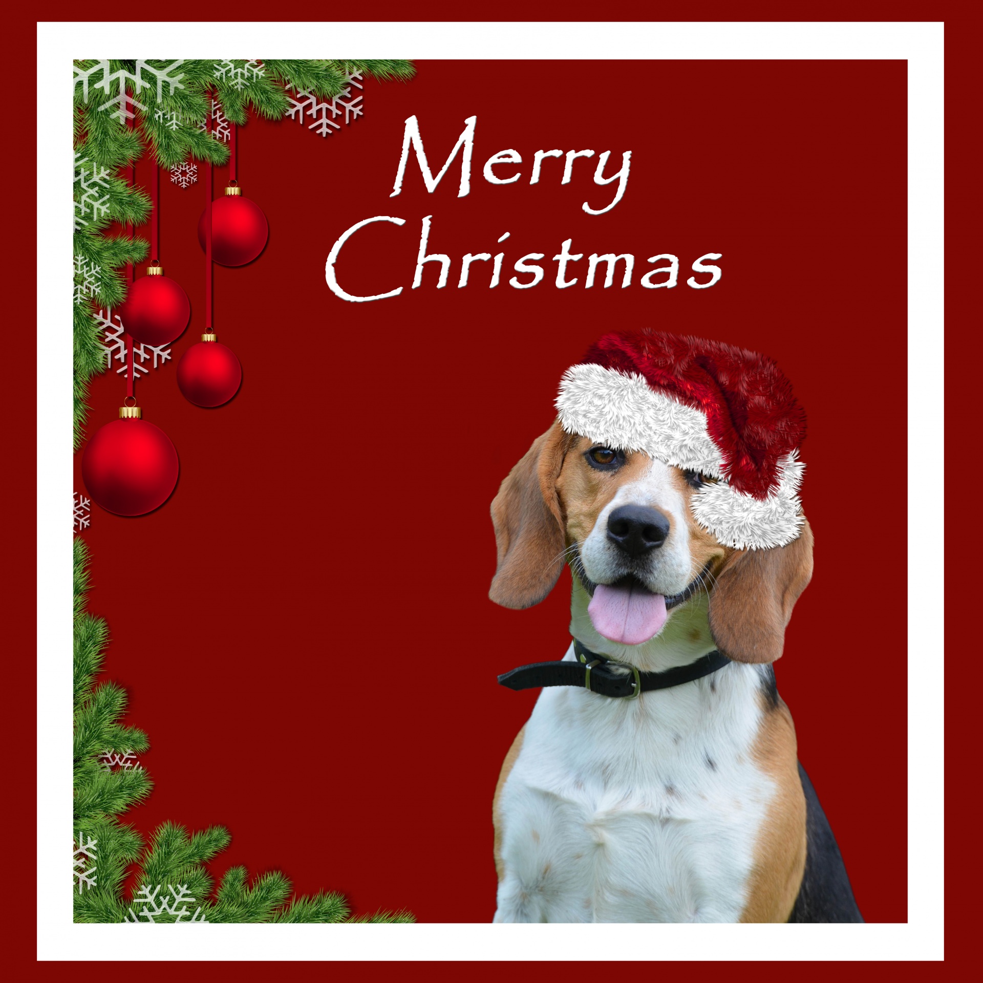 Christmas beagle dog in red santa hat card
