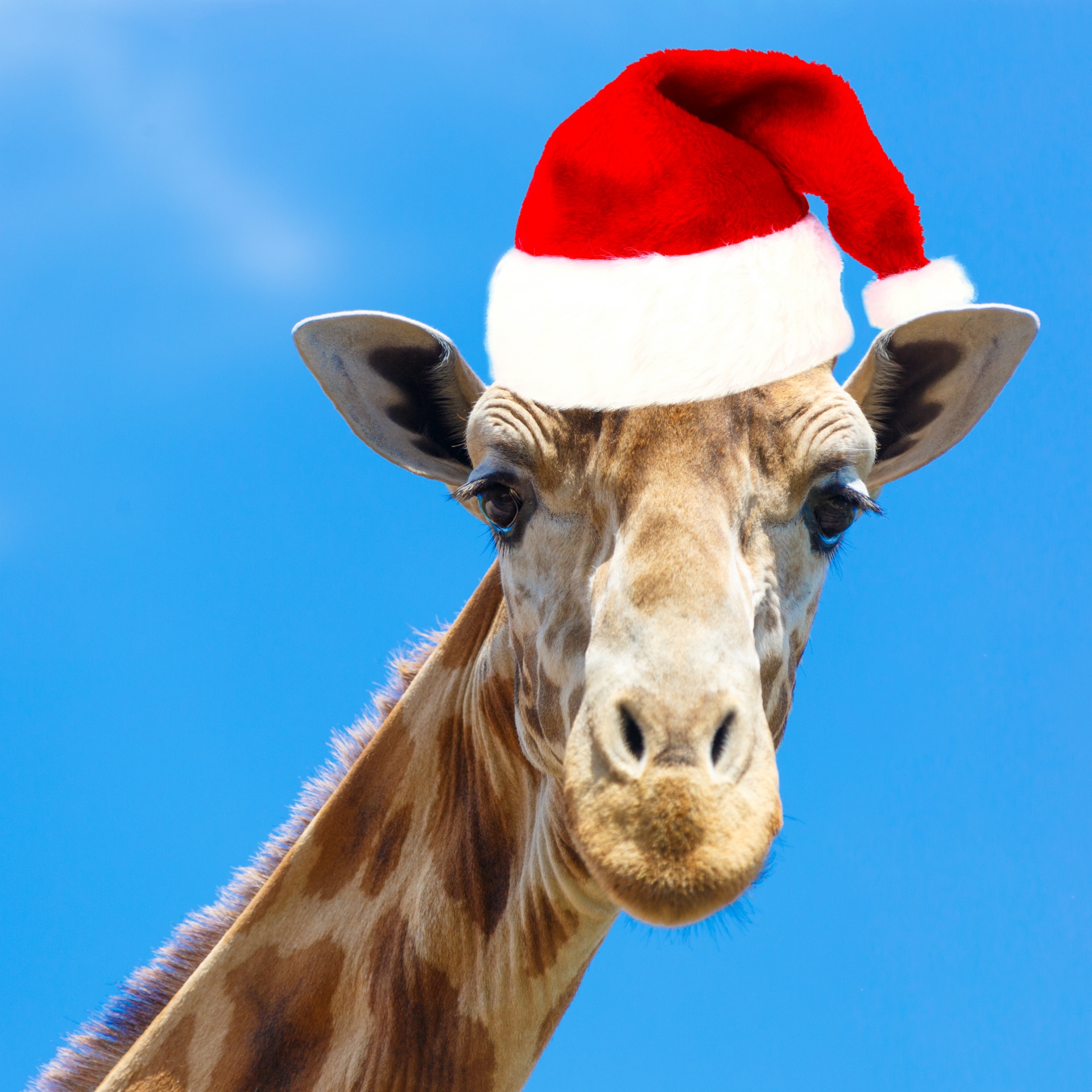 Christmas Giraffe