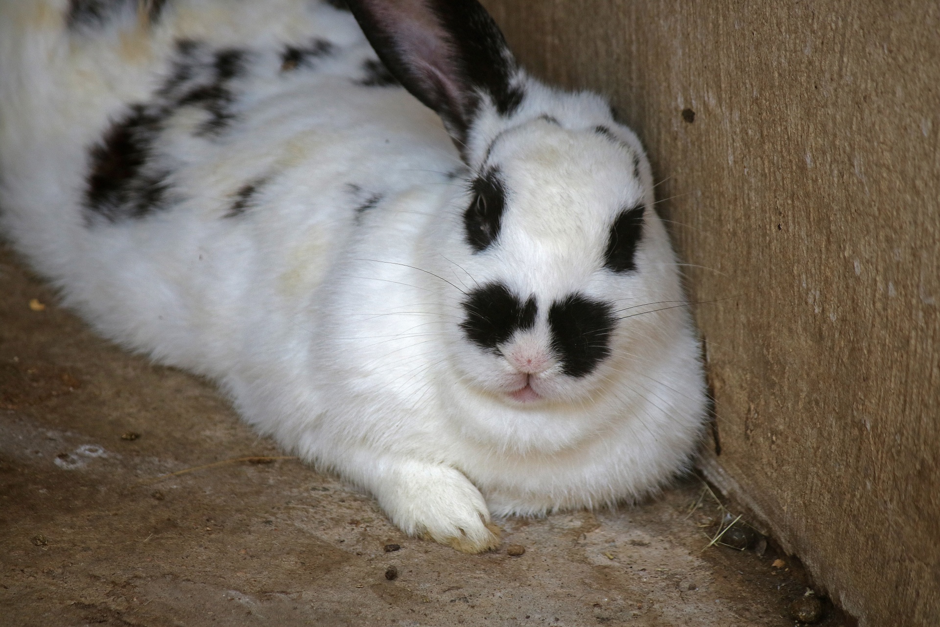 Close View Of Black And White Bunny