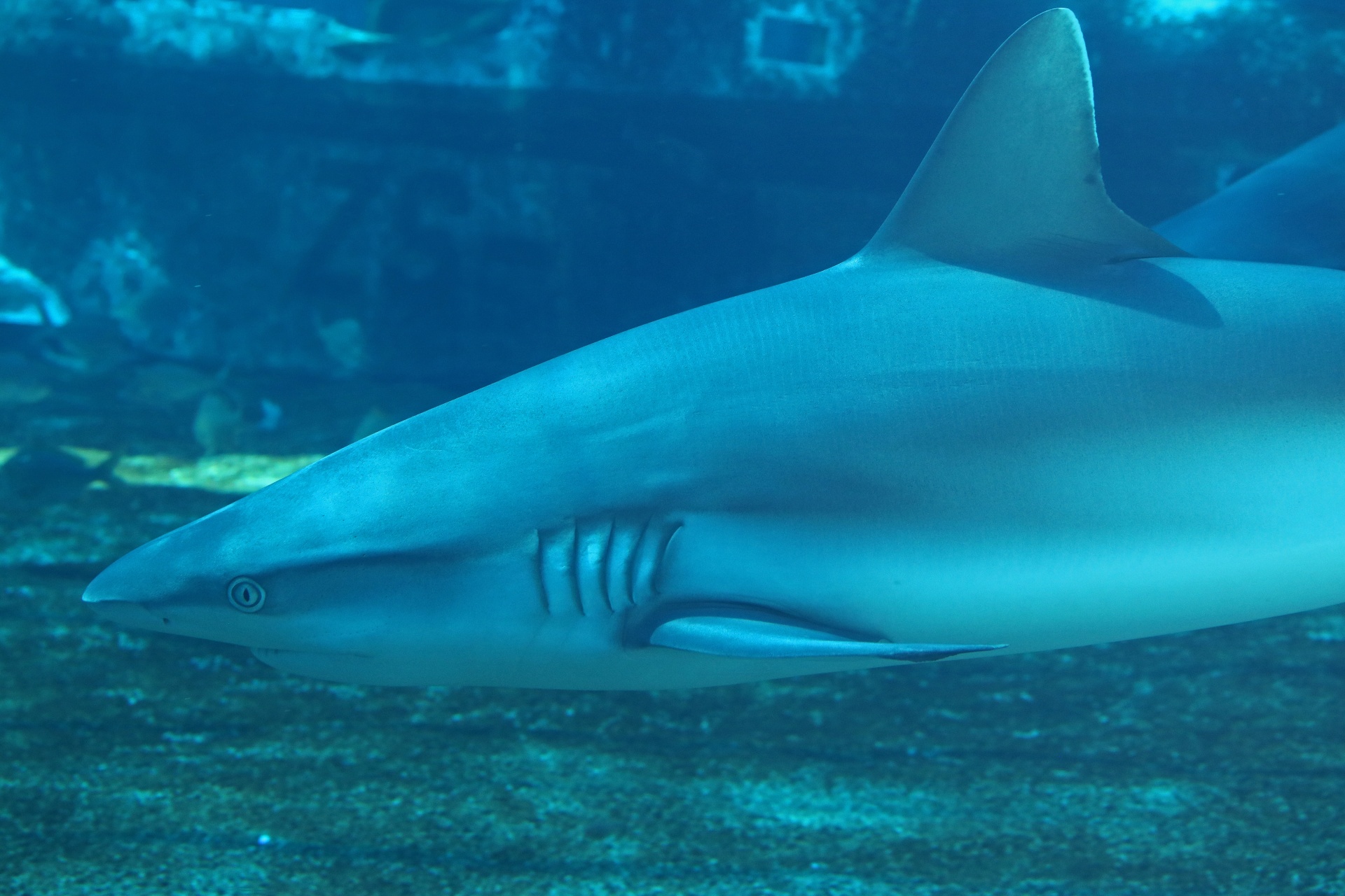 Close View Of Shark In Aquarium