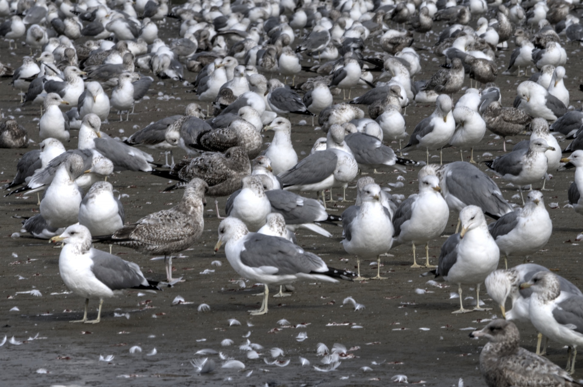 Colony Of Seagulls