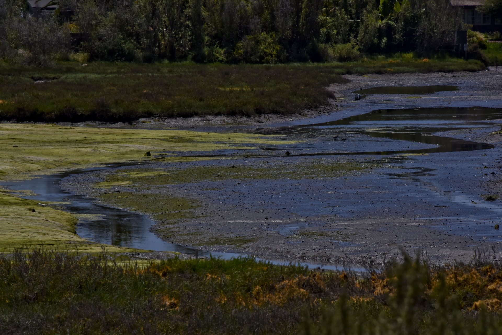 Colorful Wetlands, California