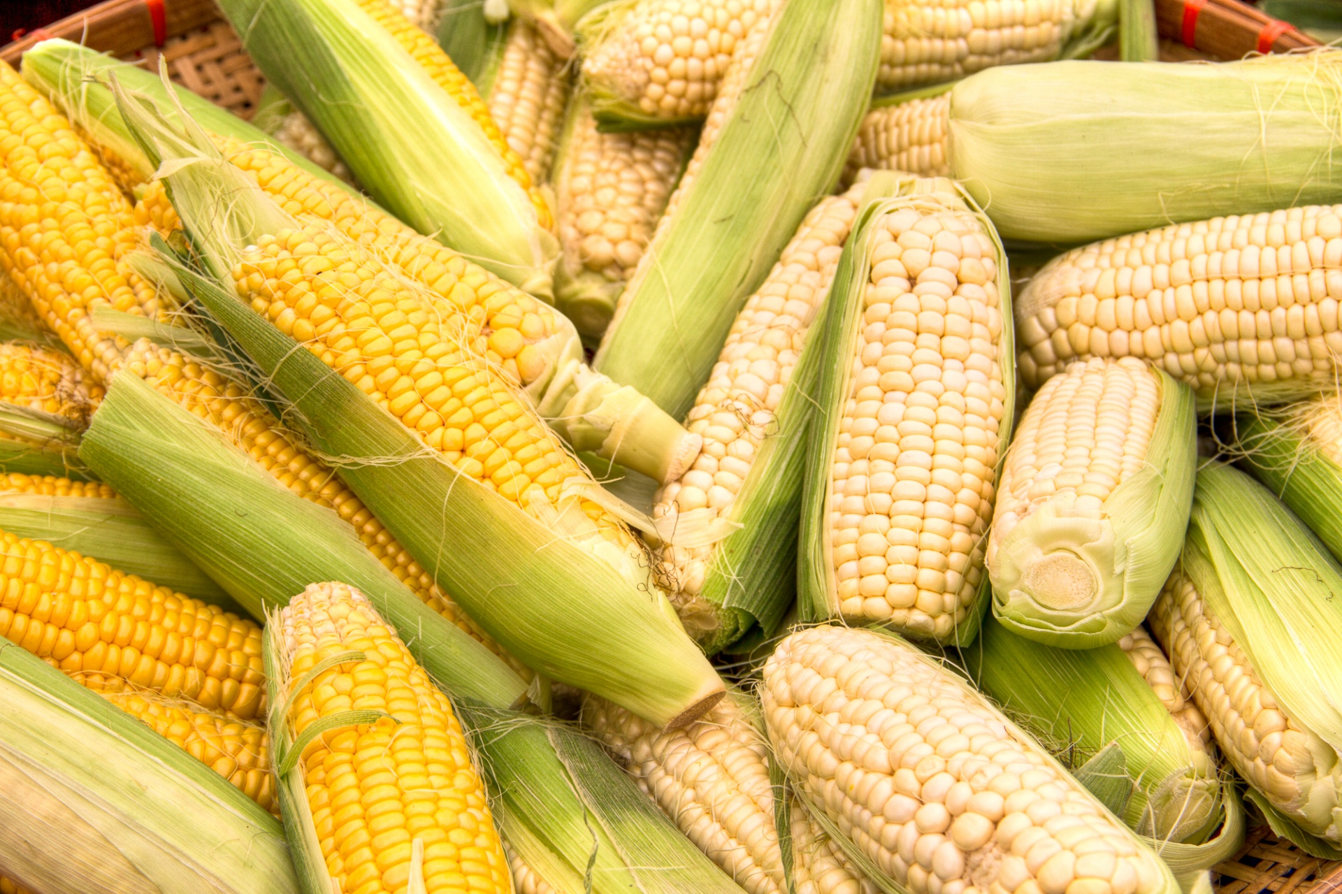 Farmer's market selection of corn on the cob