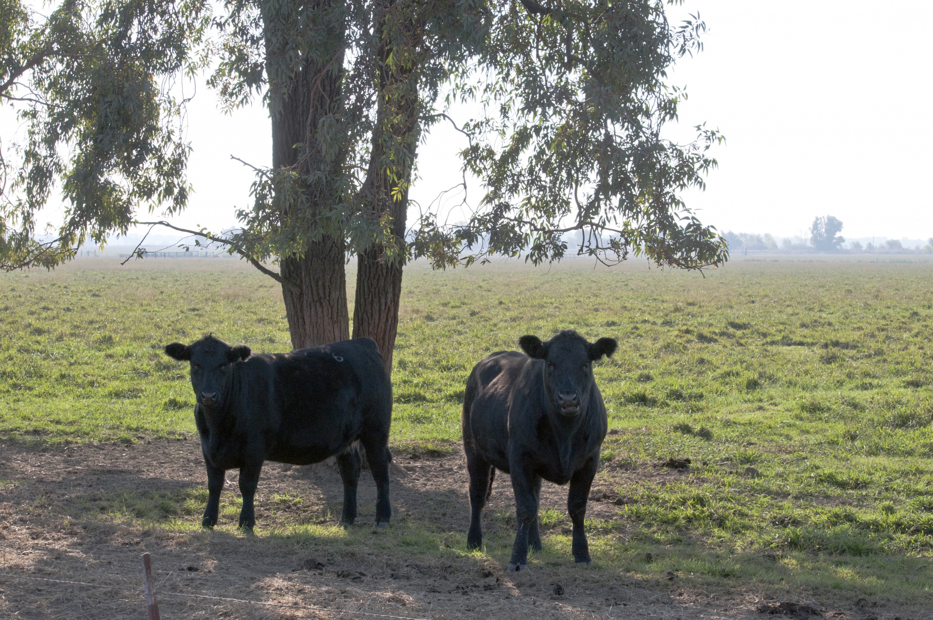 two cows under a tree looking at camera