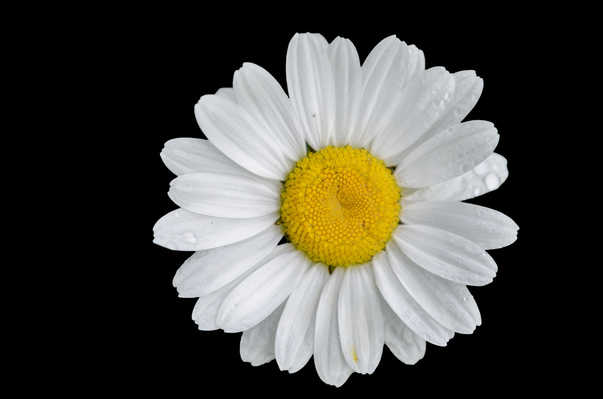 White daisy flower on black background