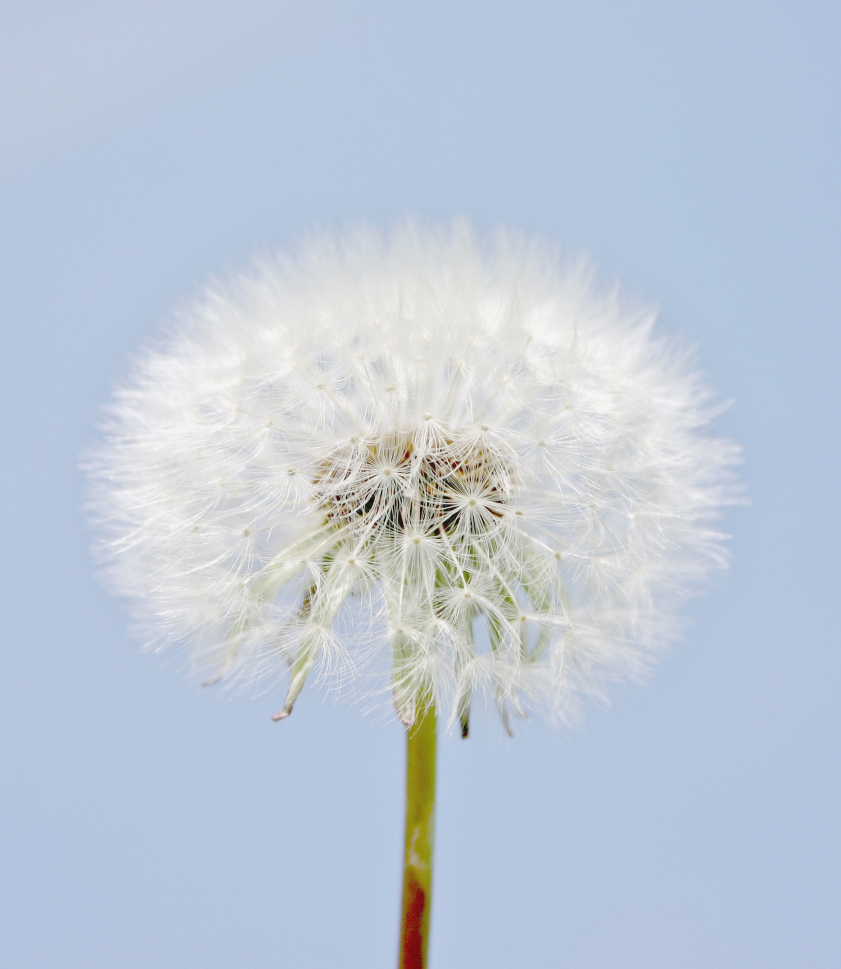 Dandelion flower seed head against blue sky background