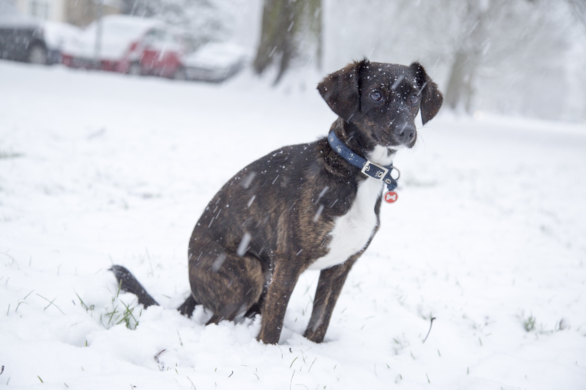 Dog And Winter Seasons