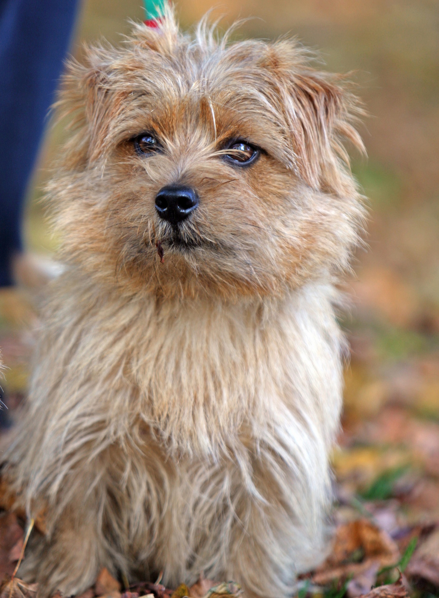 Dog Norfolk Terrier Portrait