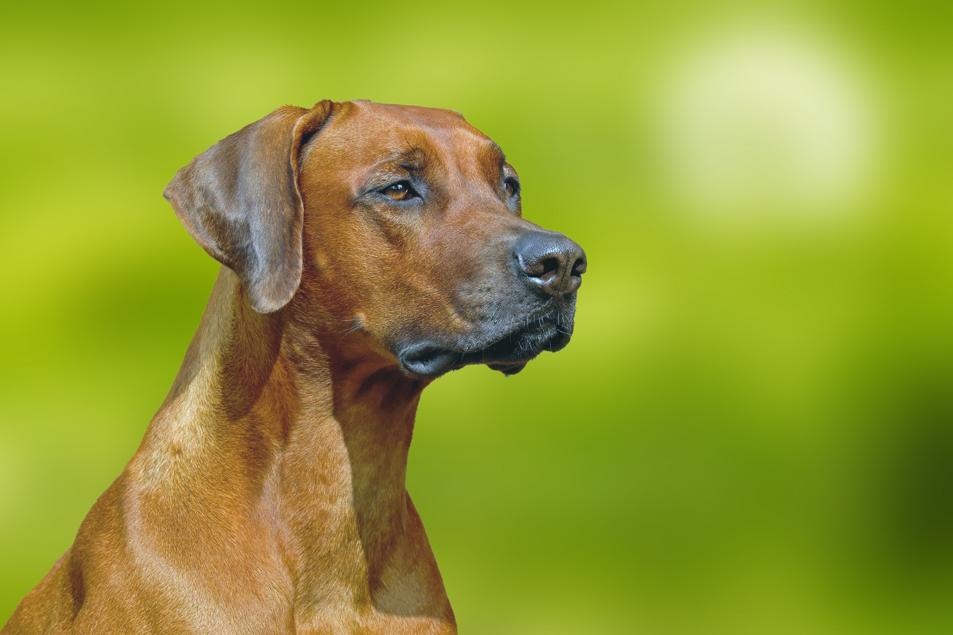 Dog Rhodesian Ridgeback Portrait