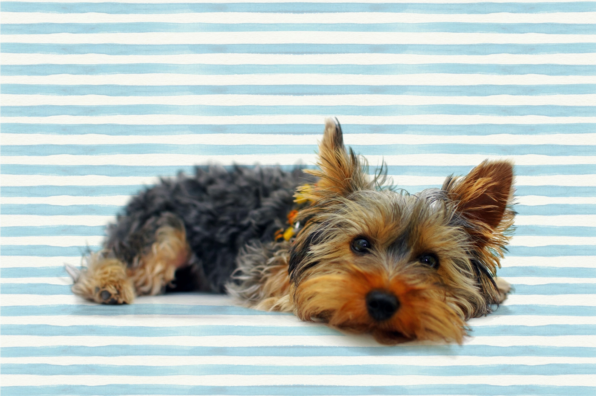 Cute yorkshire terrier dog with blue stripes background