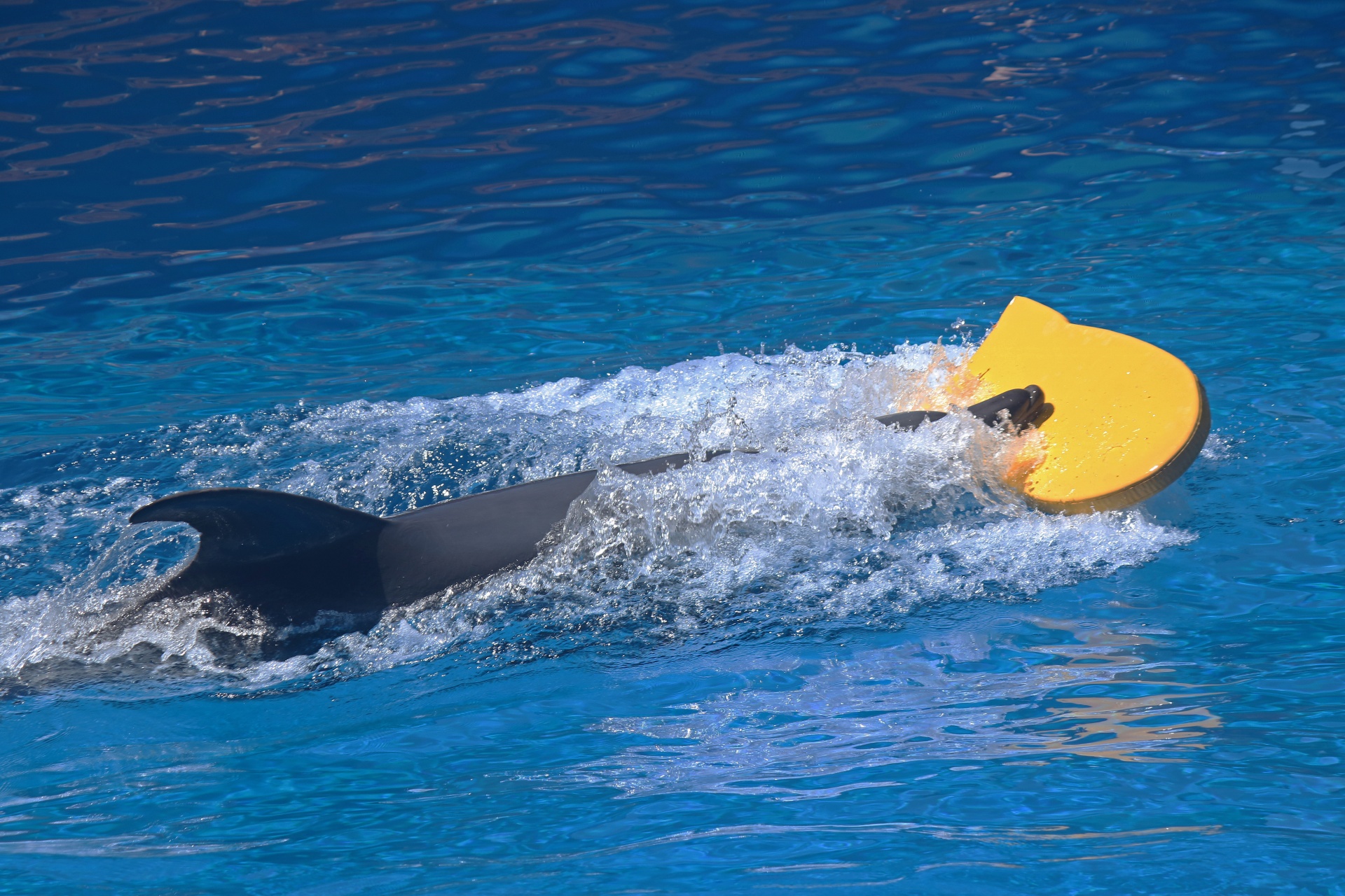 Dolphin Swimming With Yellow Board