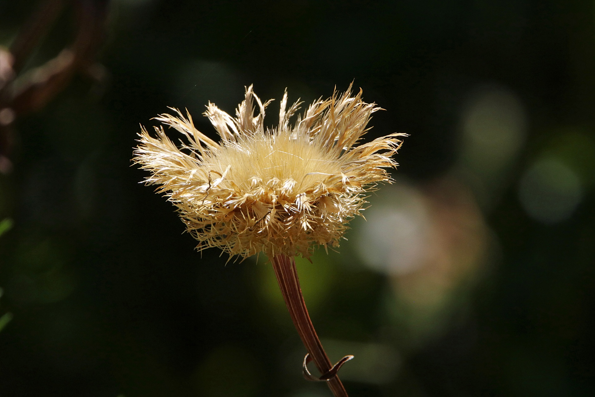 Close-up of a dried, gold colored American basket flower on a dark background with bokeh.