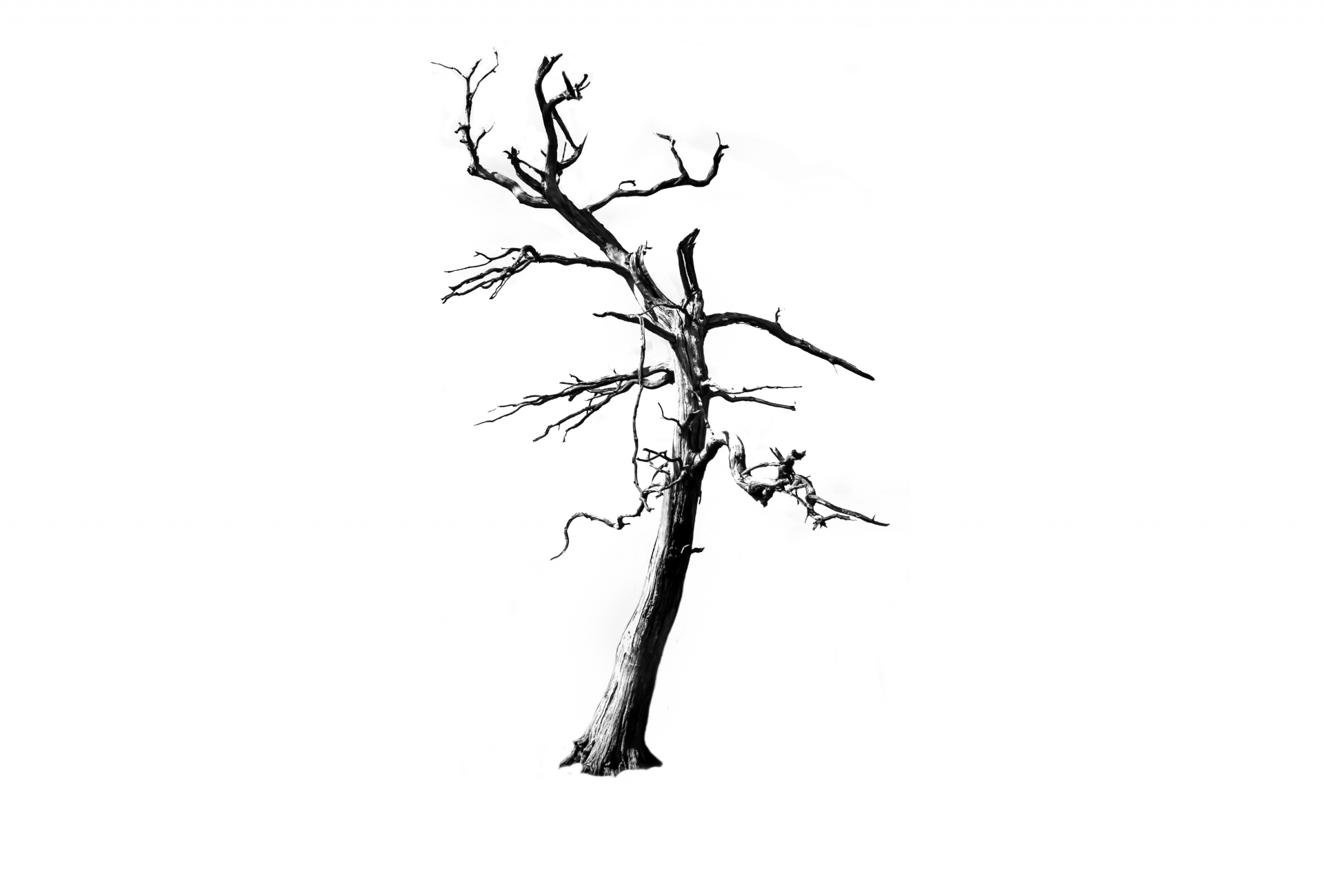 Dry Alone Tree On The White Background