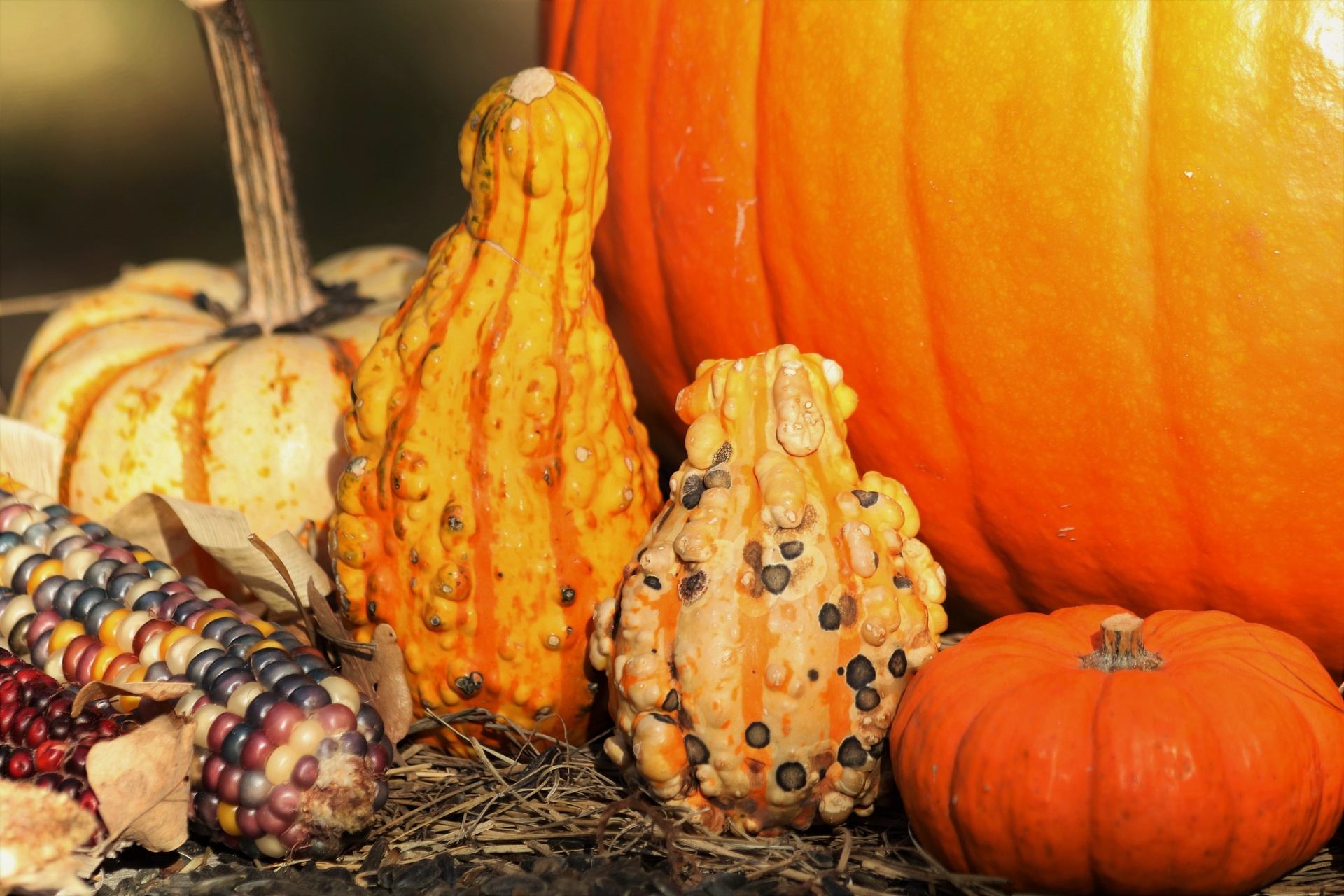 Yellow gourds, orange and white pumpkins and Indian corn, sitting along side a large orange pumpkin, all arranged on hay as a fall decoration.