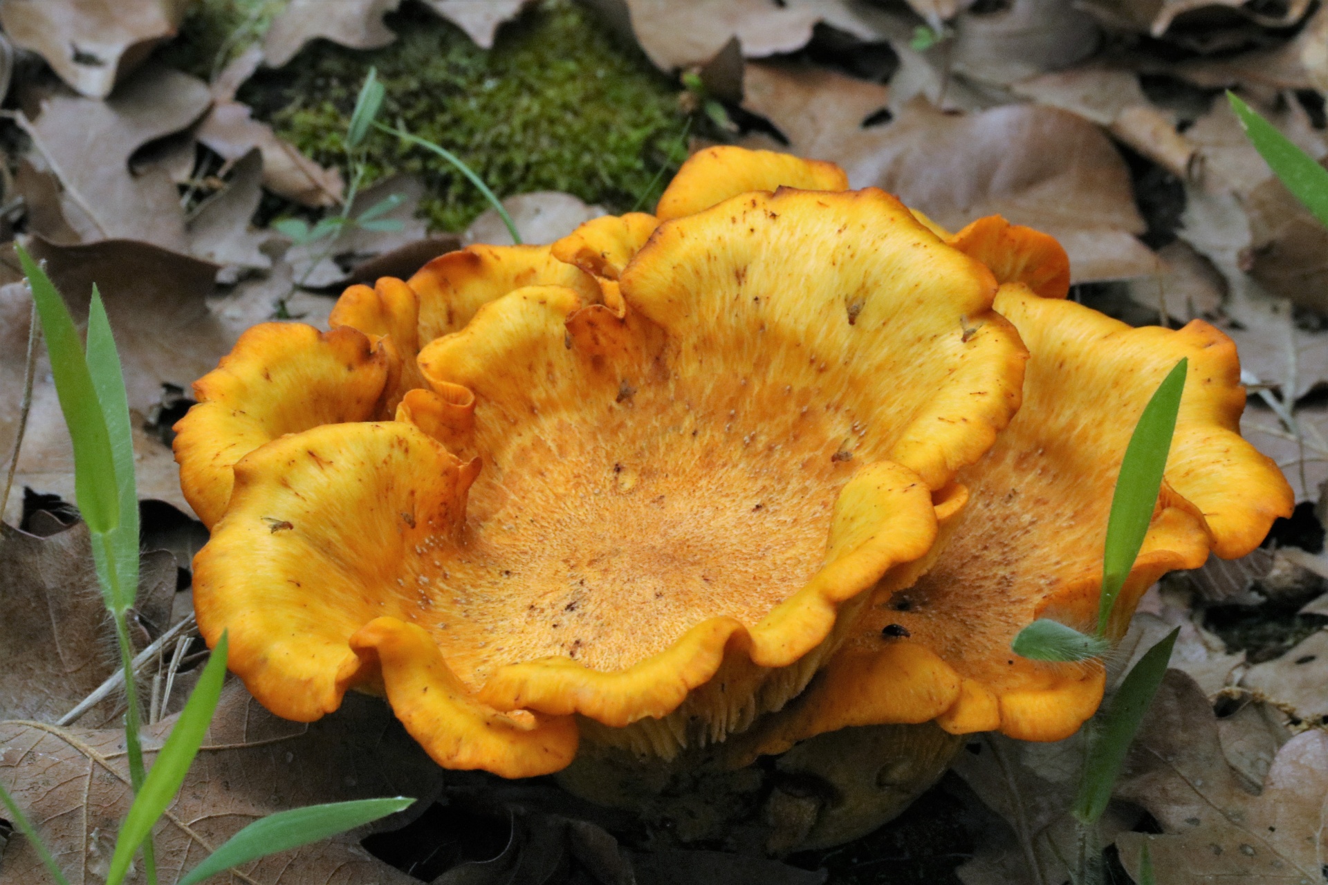 A group of three beautiful gold false chanterelle mushrooms, sometimes called Jack-OLantern mushrooms, growing among green blades of grass, moss and brown autumn leaves.