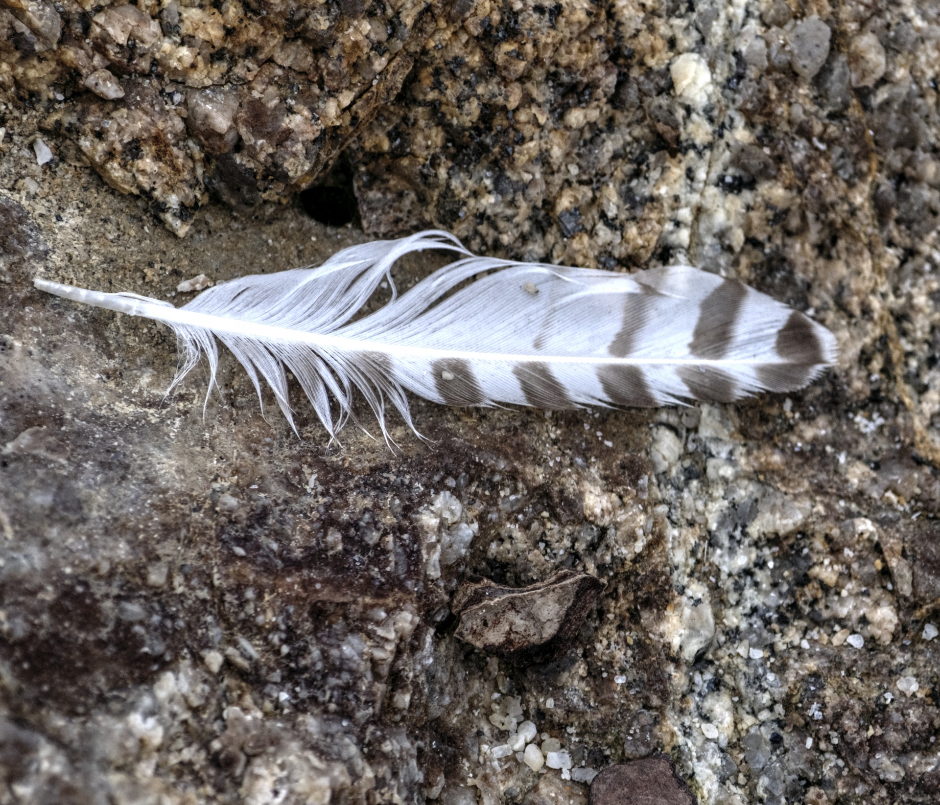 Feather On Sand