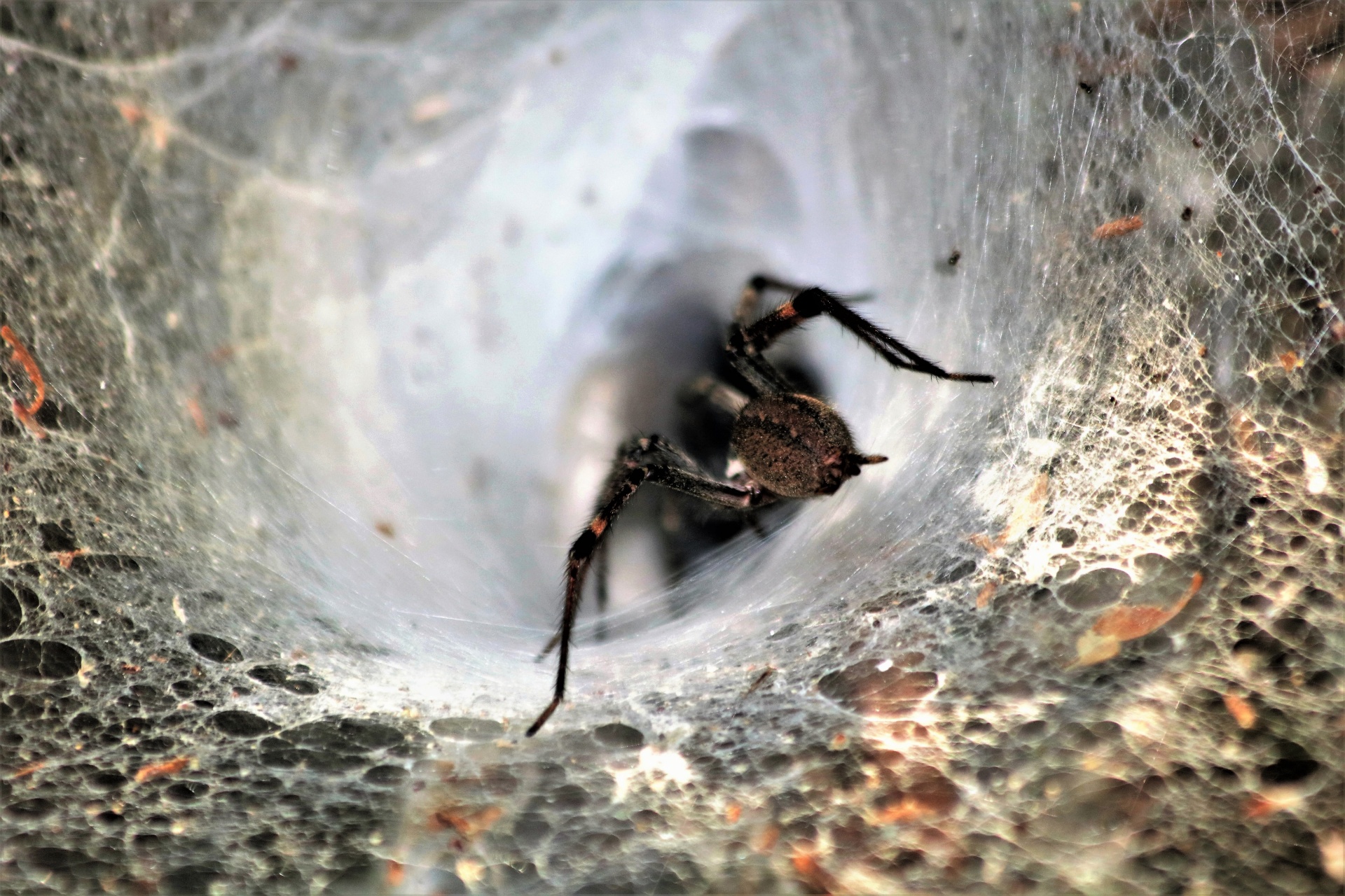 Funnel Spider In Funnel
