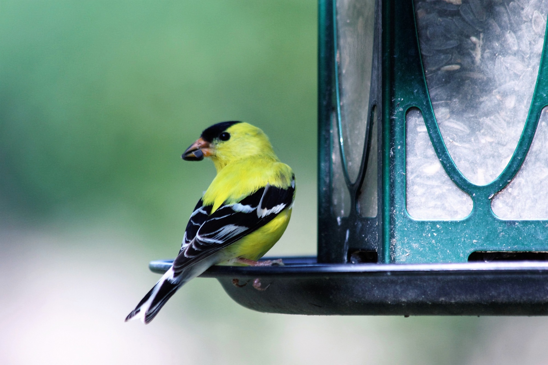 Goldfinch On Bird Feeder