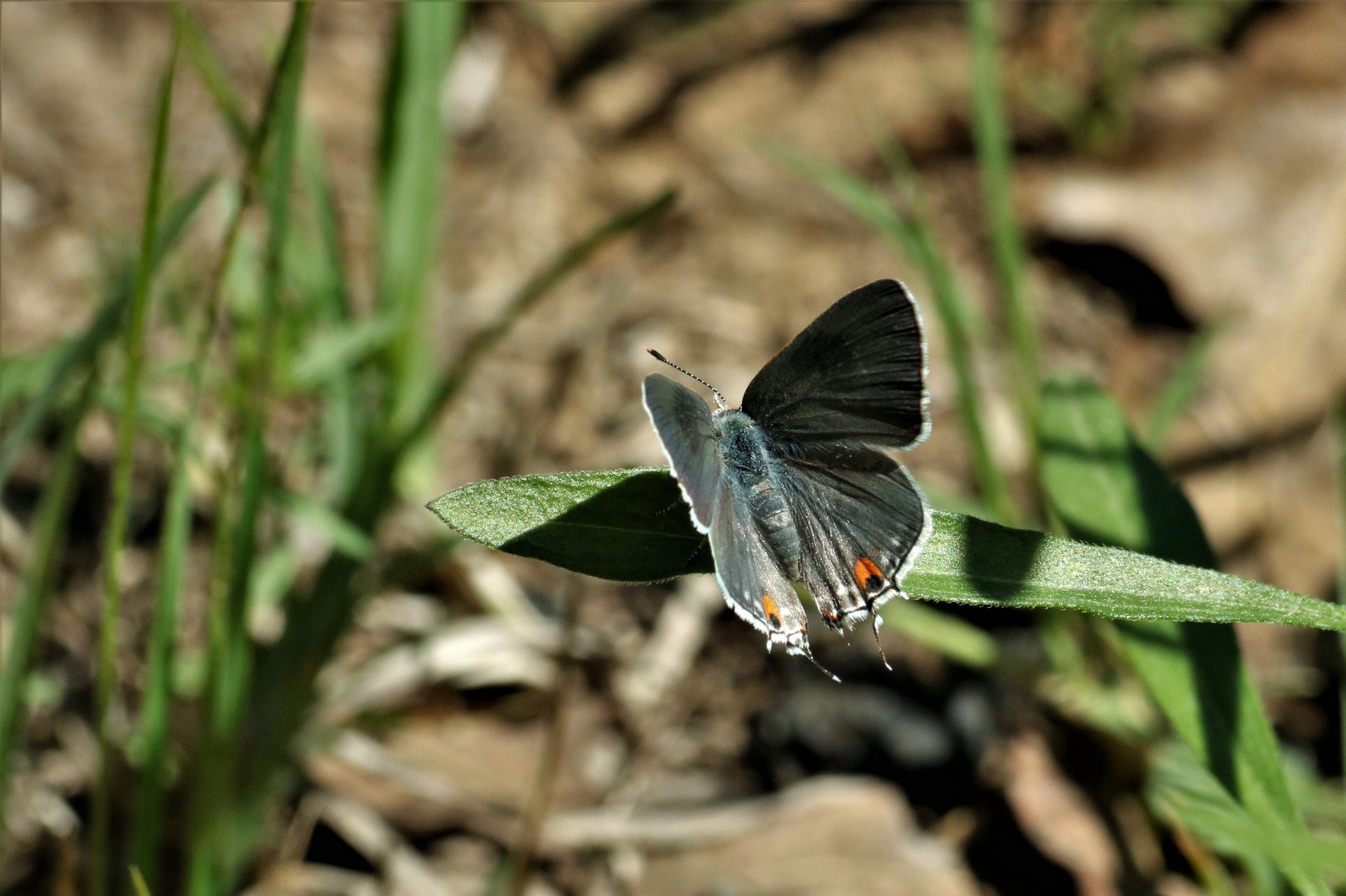 Close-up dorsal view of a gray hairstreak butterfly with dark gray wings and orange spots, sitting on a green leaf with a blurred background.