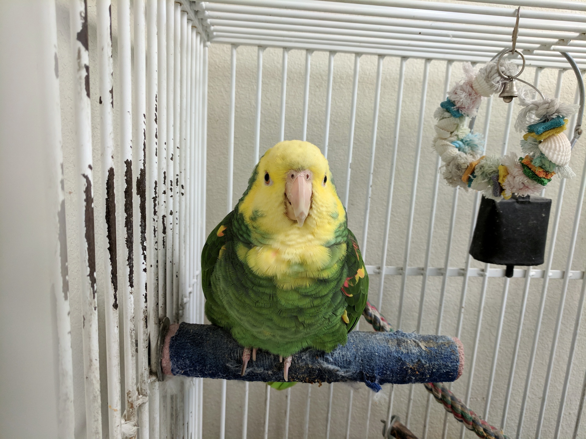 cute green and yellow parrot in its cage