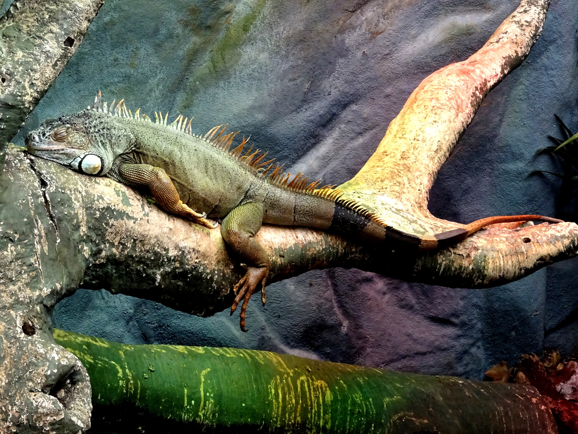 Green Iguana Sleeping On A Tree Branch