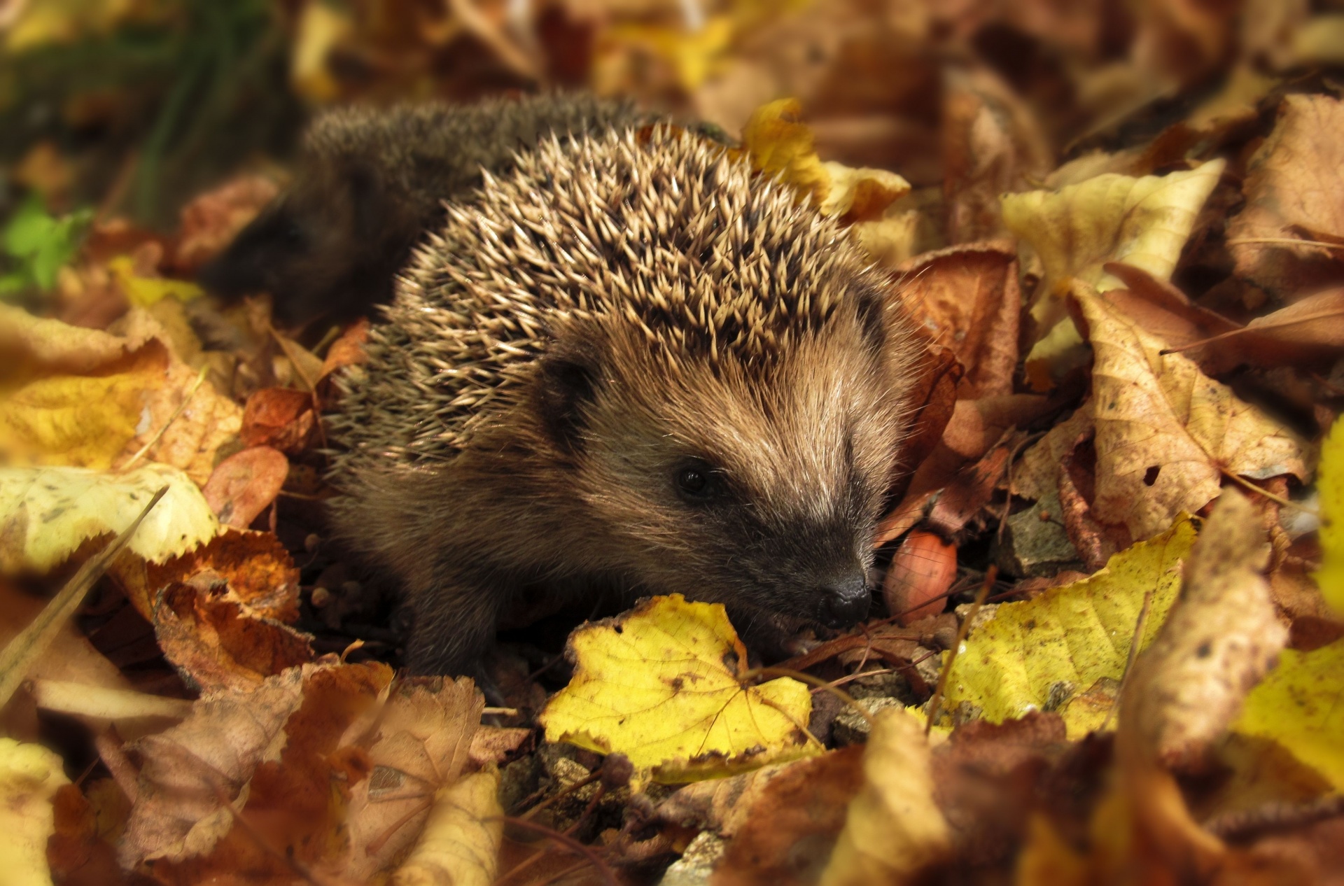 Hedgehog In Golden Leaves