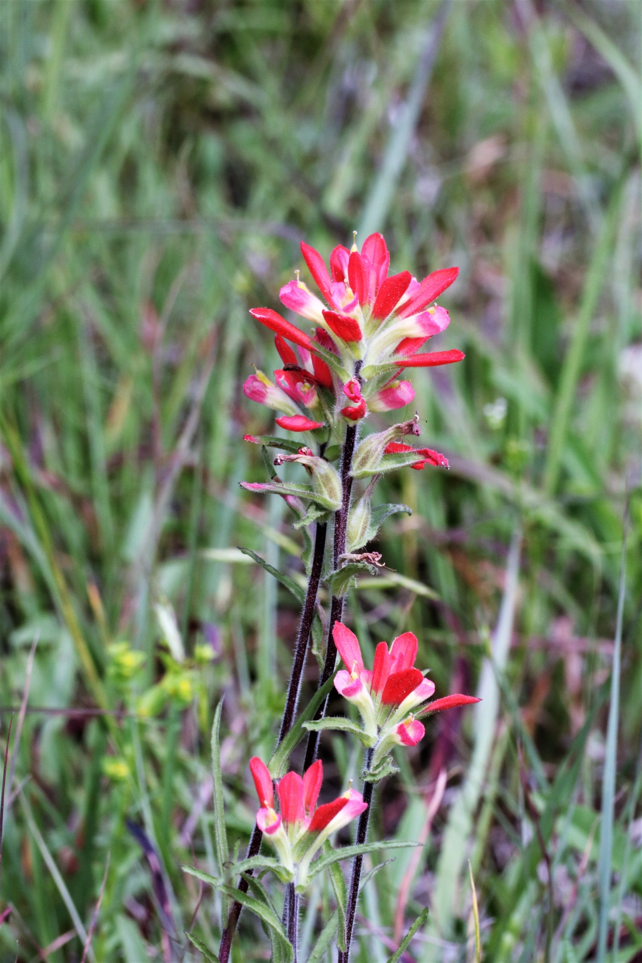 Several red Indian paintbrush wildflowers grow among tall green grass in an Oklahoma country field.