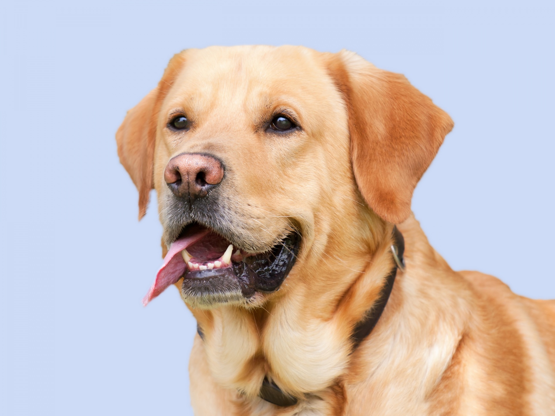 Labrador Retriever Dog Portrait
