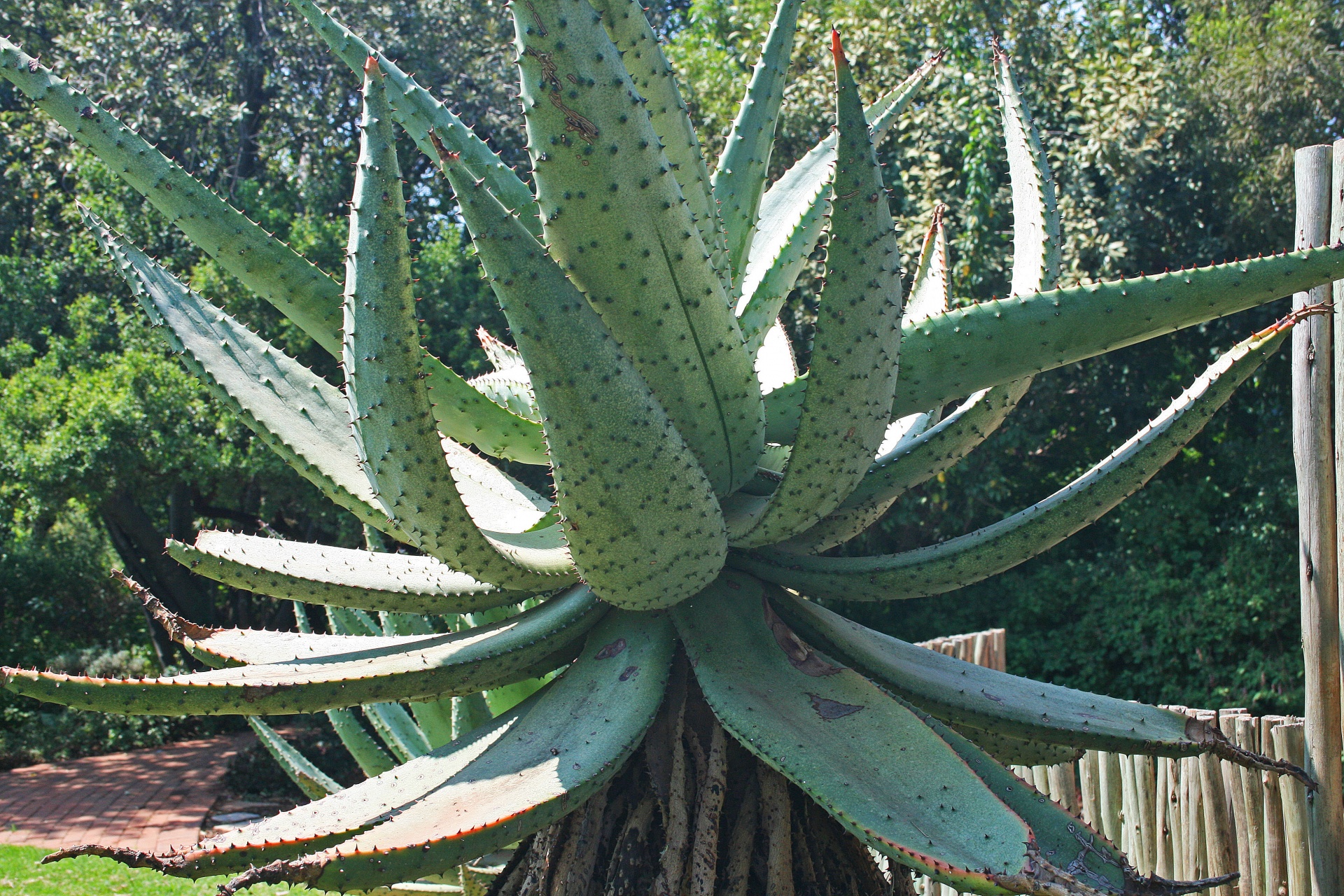 Large Mountain Aloe