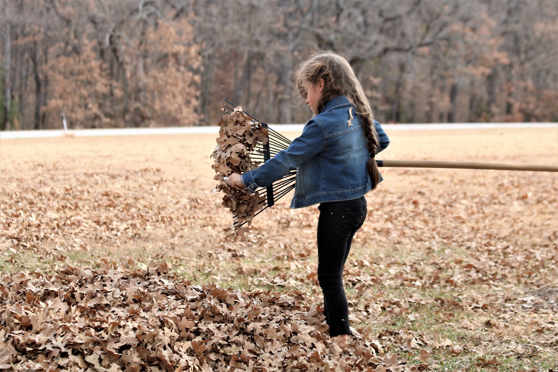 A cute little girl with long braided hair, cleaning leaves out of a rake in fall.