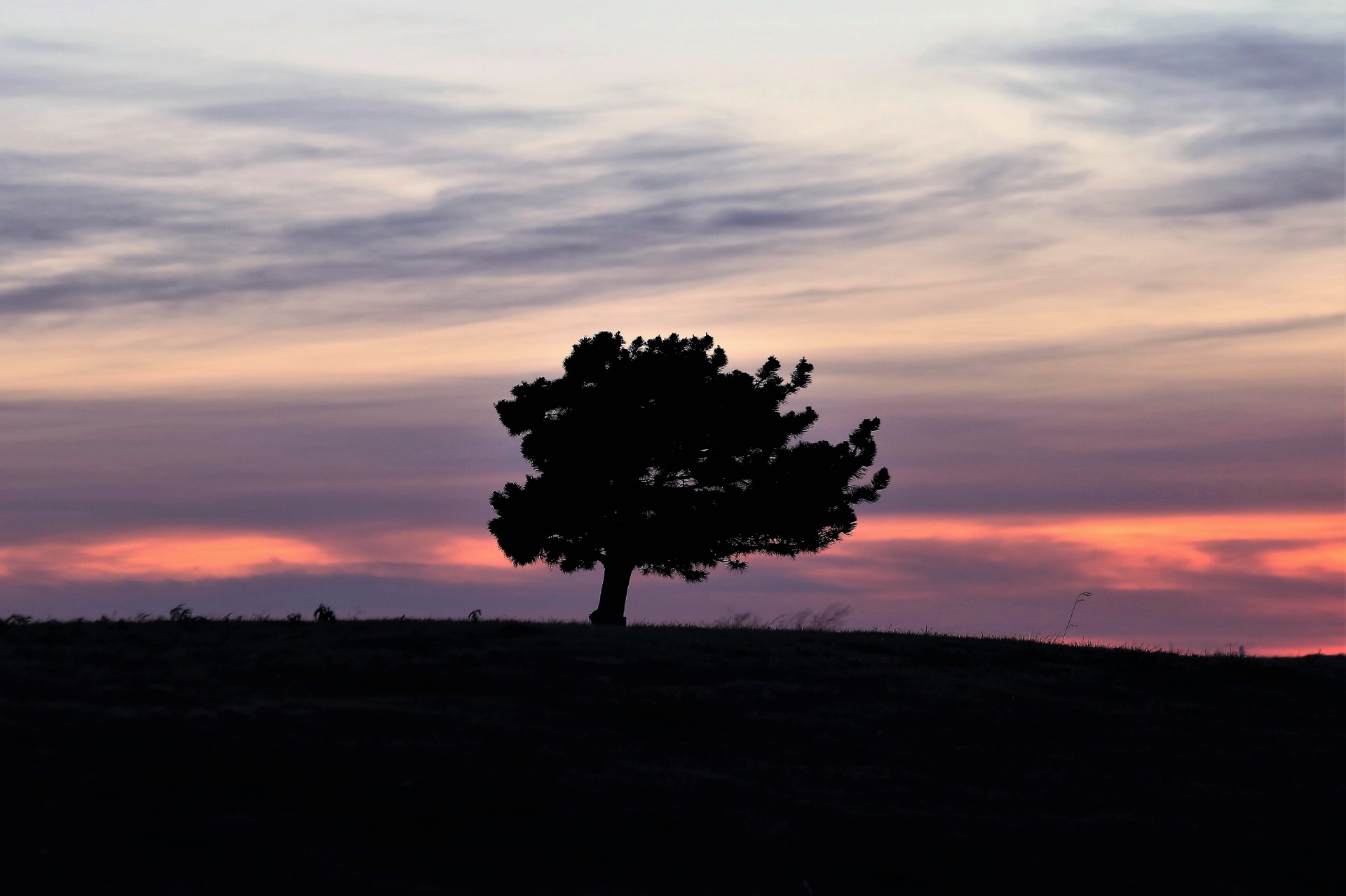 Little Pine Tree At Sunset