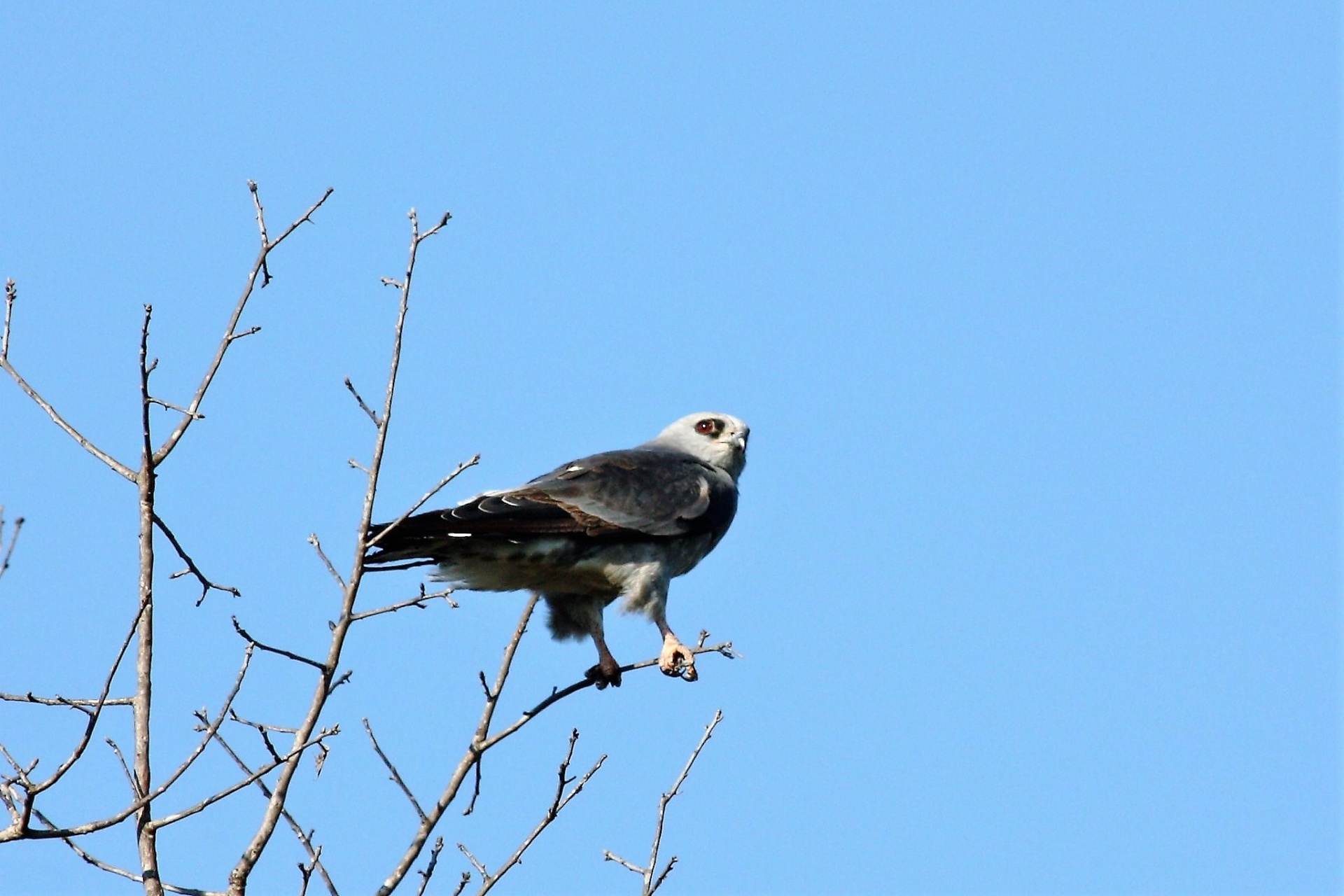 A Mississippi kite bird of prey is clinging to branches at the top of a tree, on a blue sky background.
