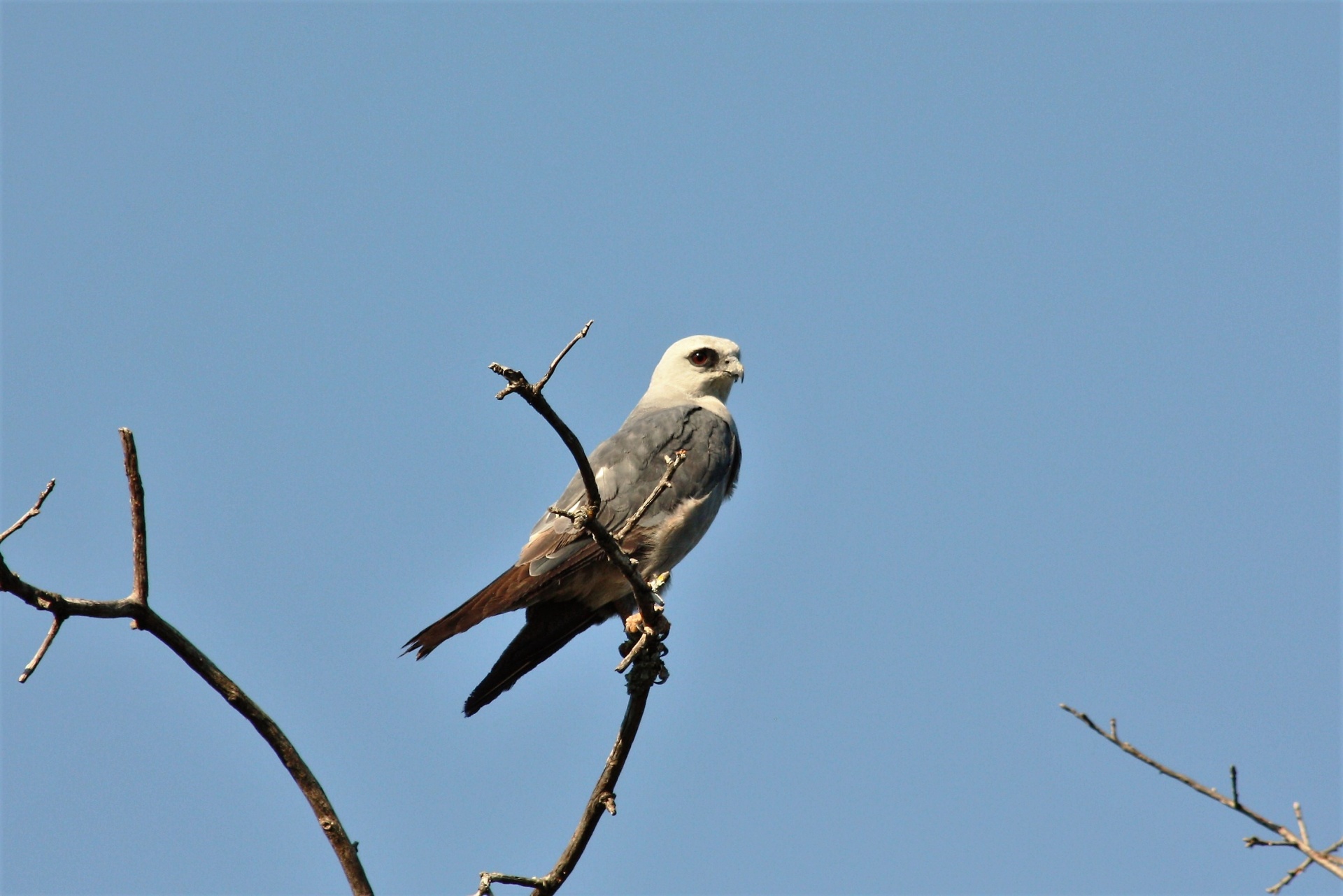 Close-up of a Mississippi Kite bird of prey, sitting on a dead tree branch at the top of a tree with a blue sky background.