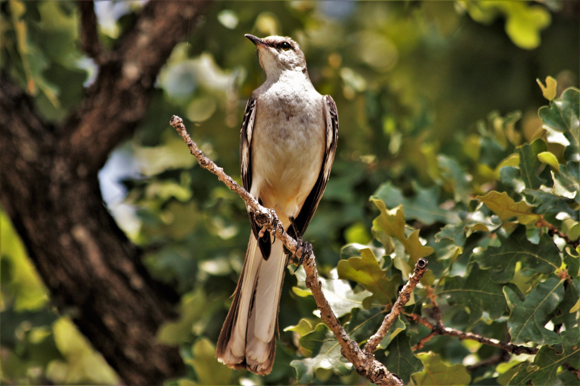 Portrait of a gray and white mockingbird as he sits on tree branch of an oak tree, with green leaves in the background.