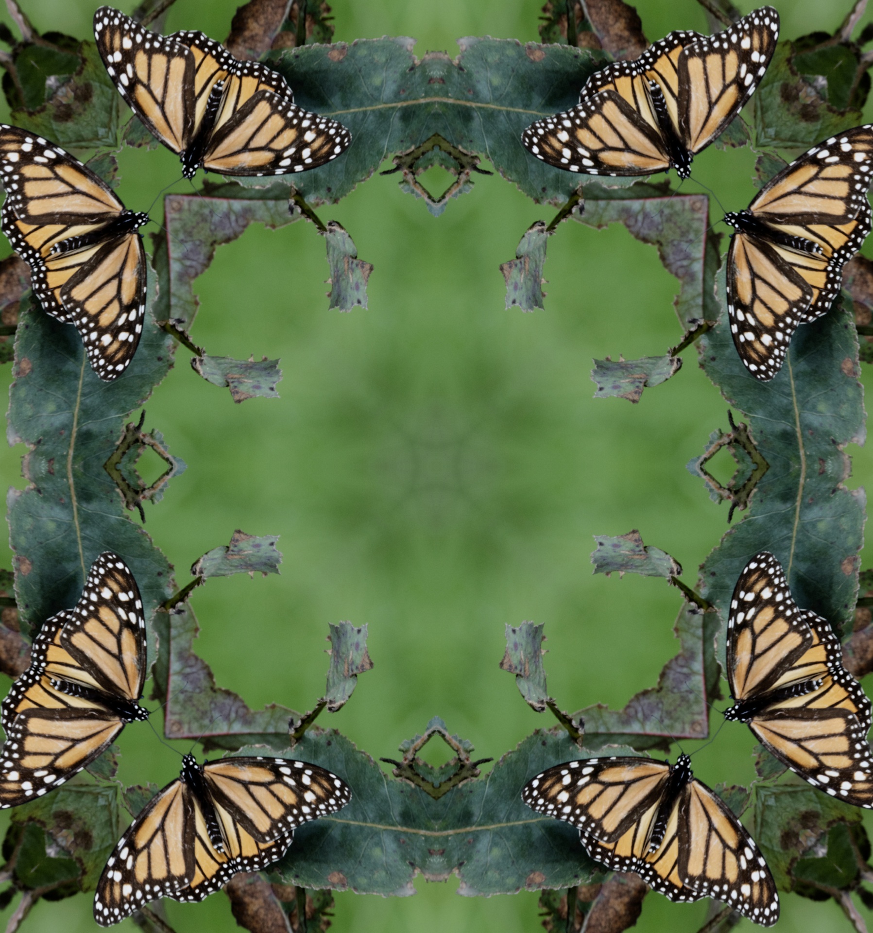 Monarch Butterfly Kaleidoscope