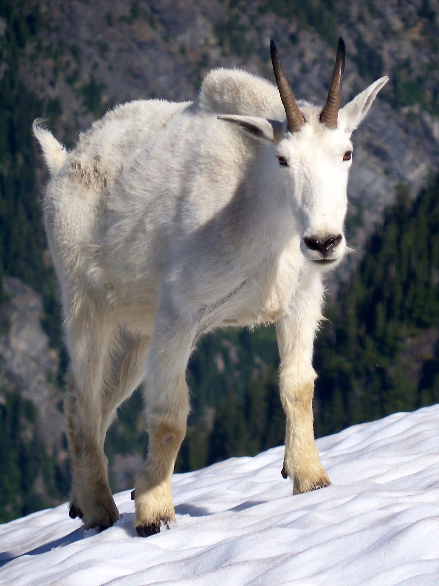 Mountain Goat in the Snow