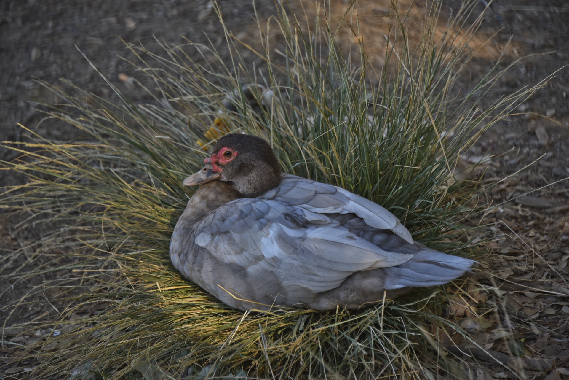 Female Muscovy duck in brown colors sitting on a grass nest