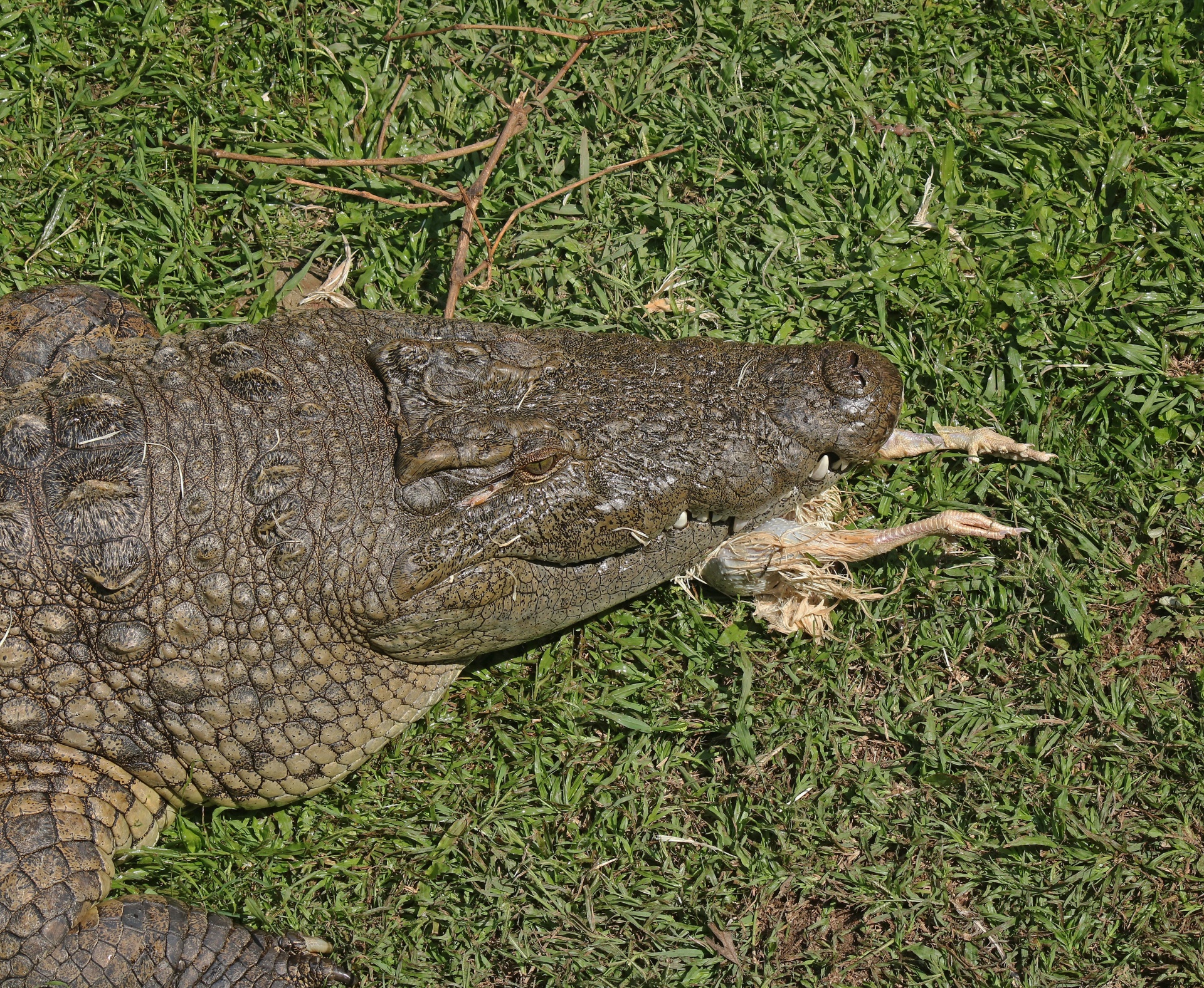 Nile Crocodile Being Fed A Chicken