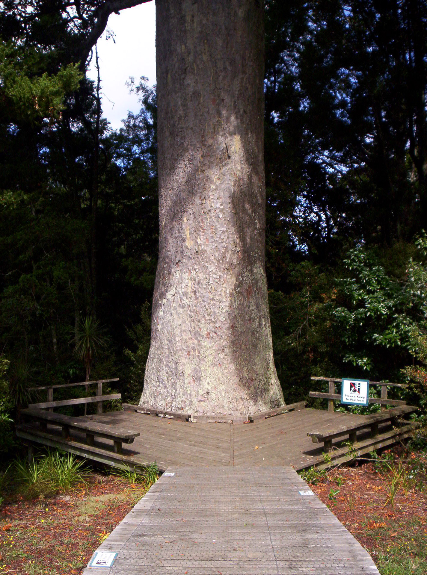 NZ Kauri Tree Trunk