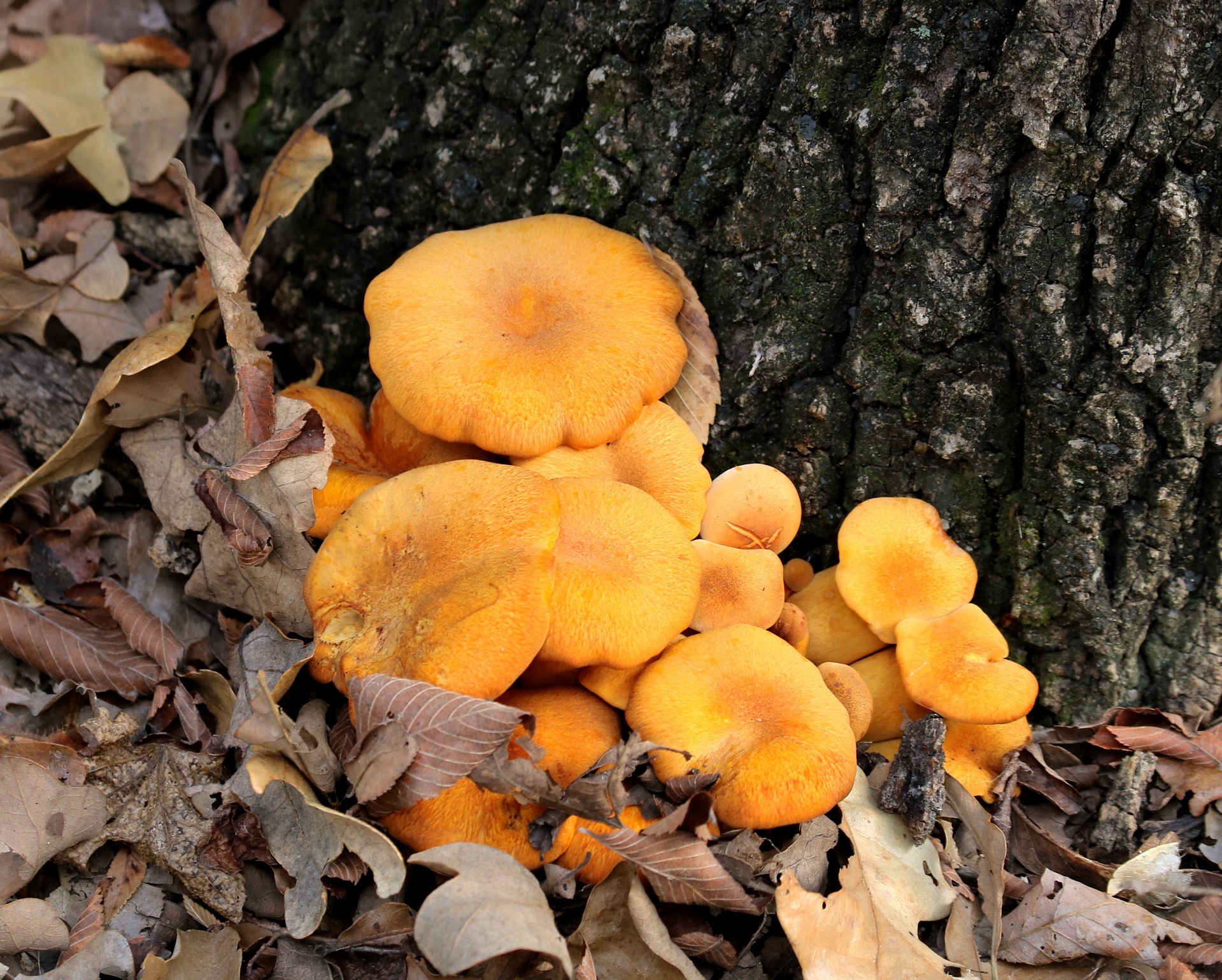 Orange Mushrooms And Autumn Leaves