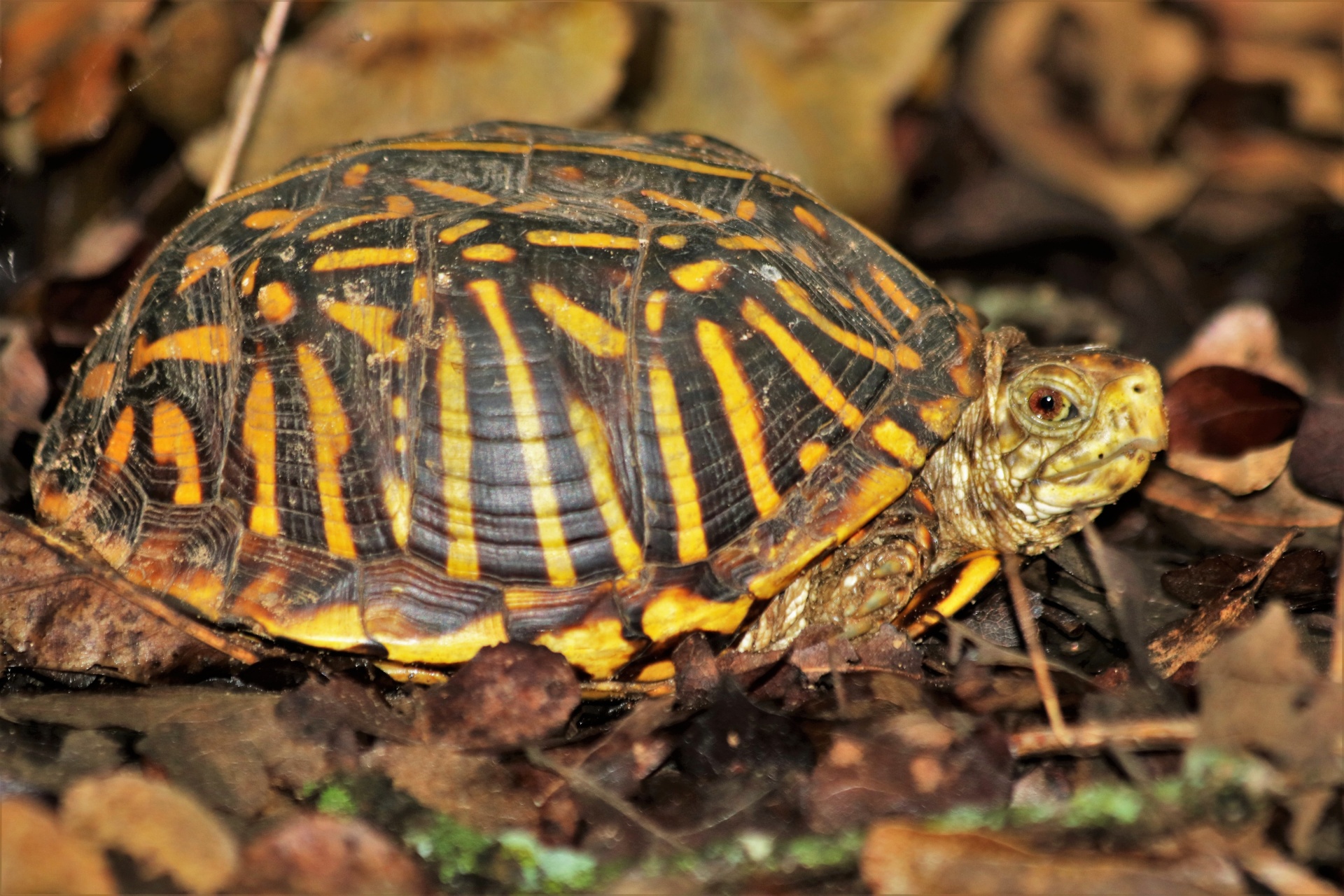 Close-up of a brown and yellow ornate box turtle walking among brown autumn leaves on the ground as he looks towards the camera.
