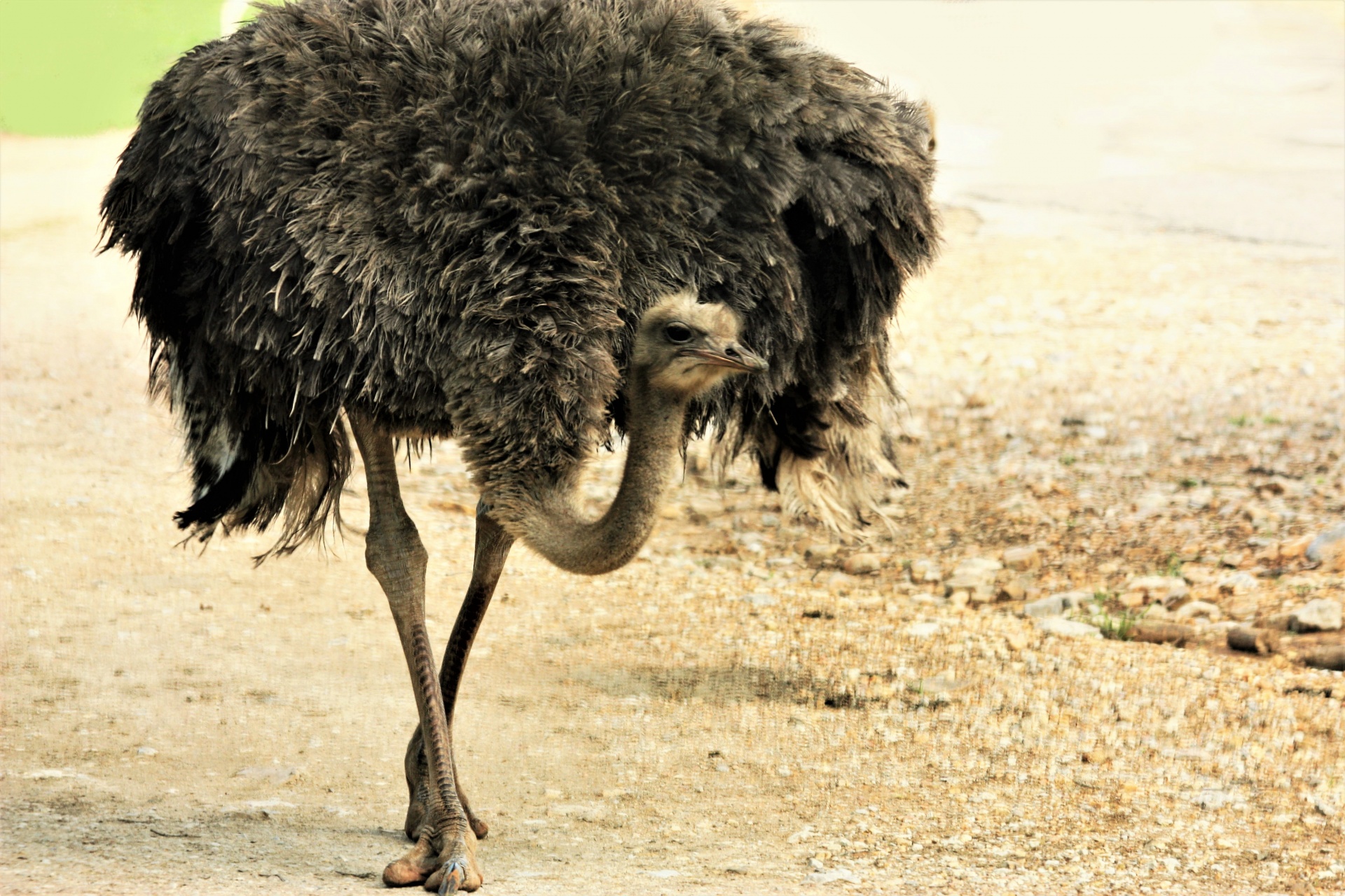 Ostrich Walking On Road