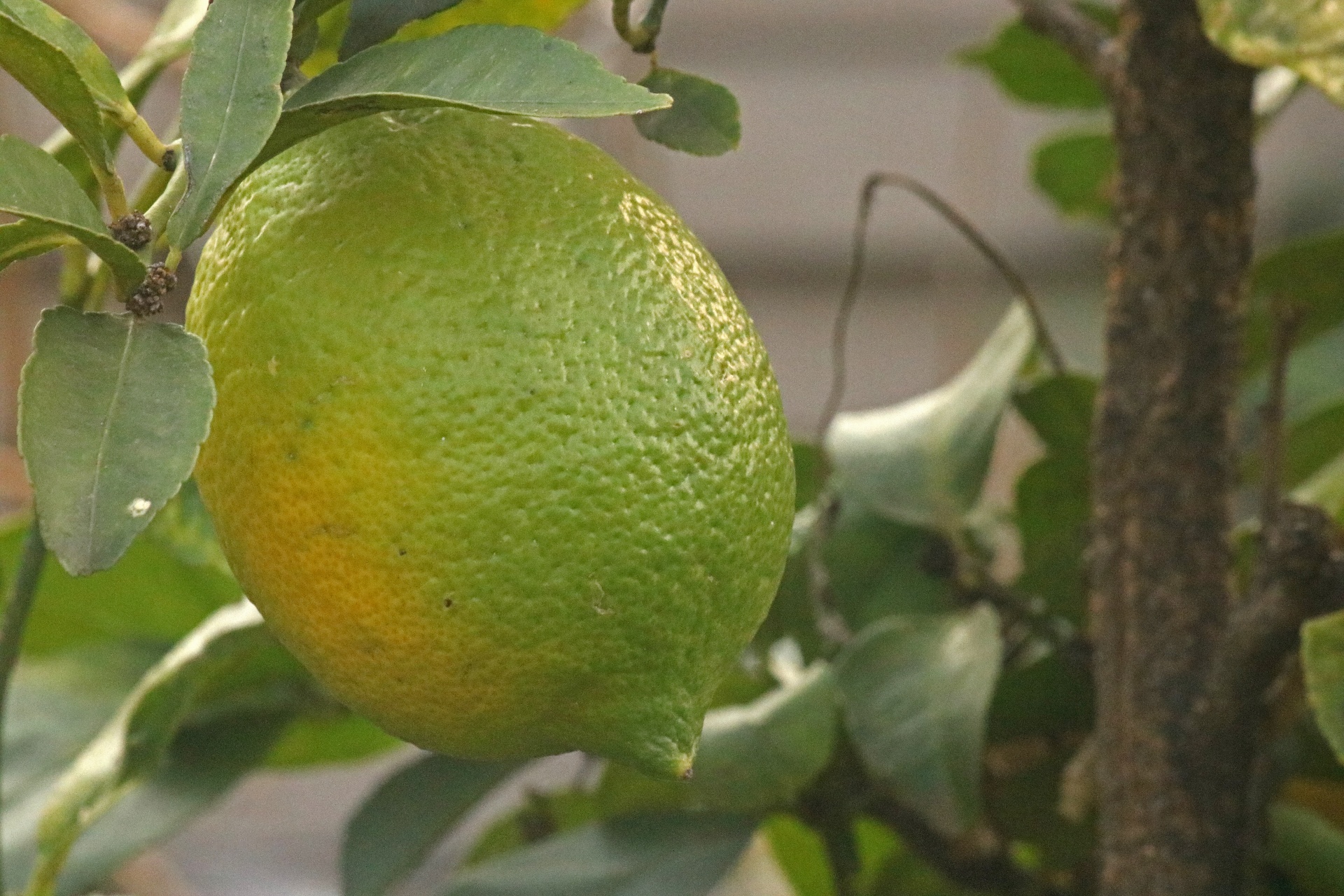 partially yellowed lemon on a tree