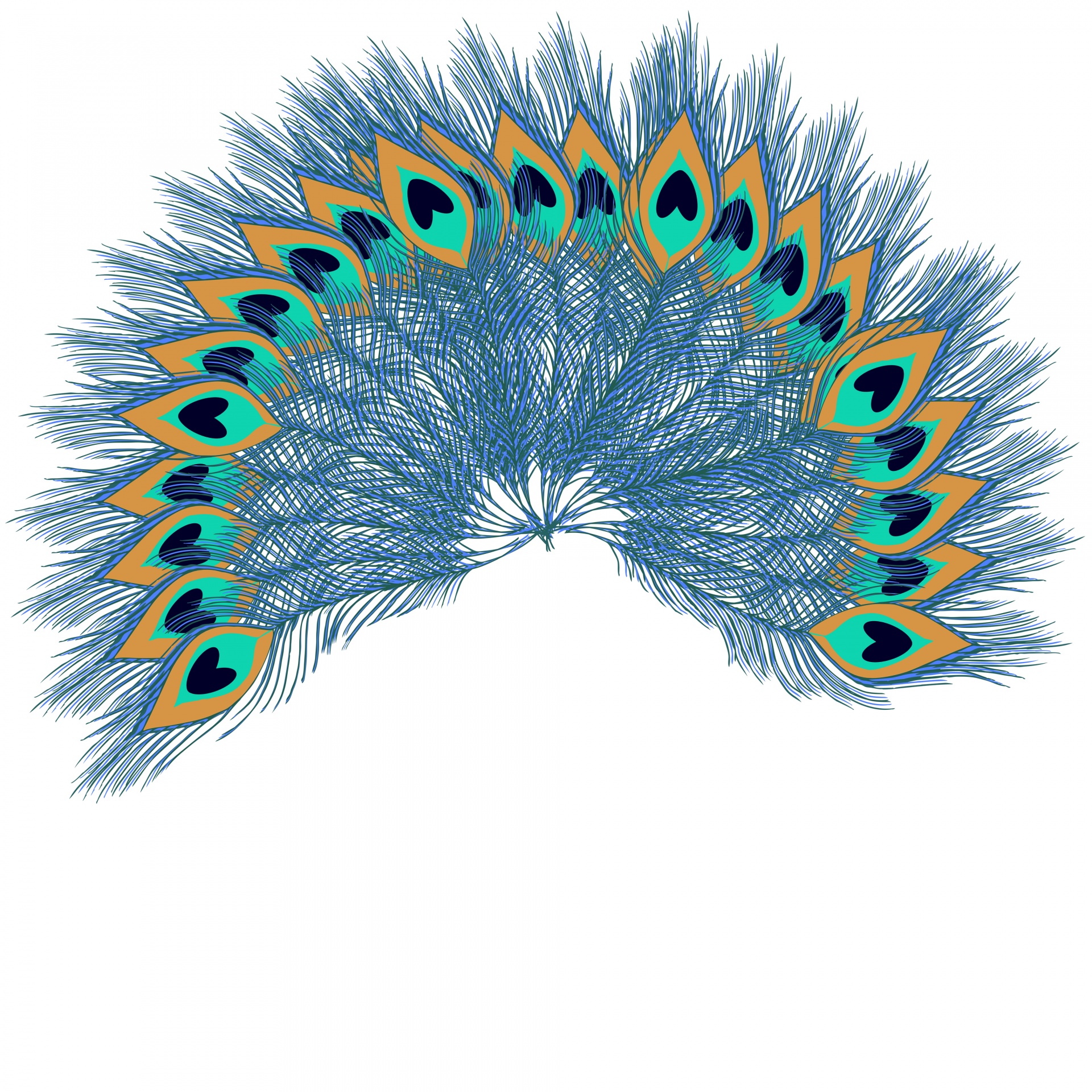 Peacock feathers fan tail