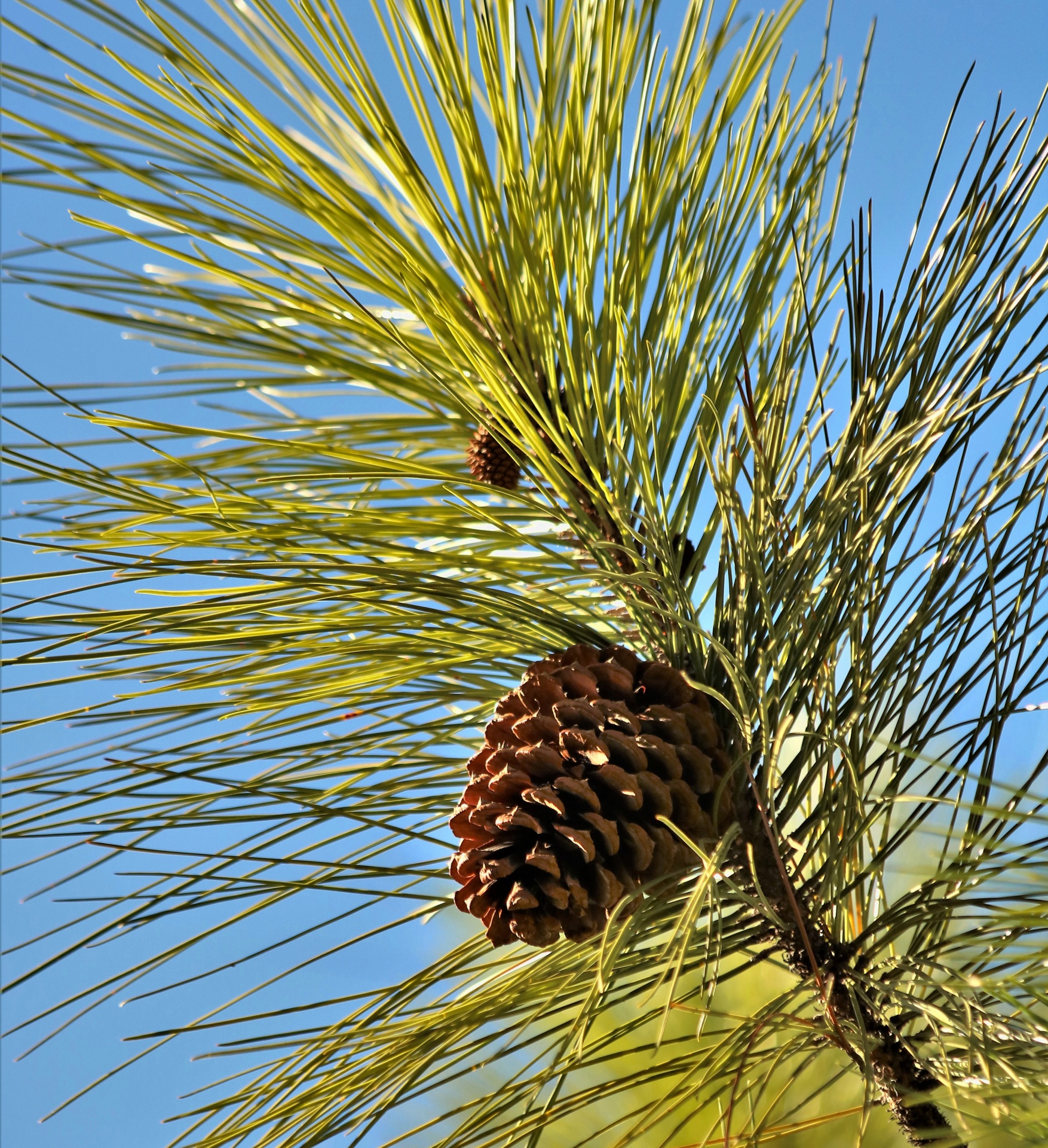 Close-up of a pine cone hanging on pine tree and surrounded by green pine needles, against a blue sky.