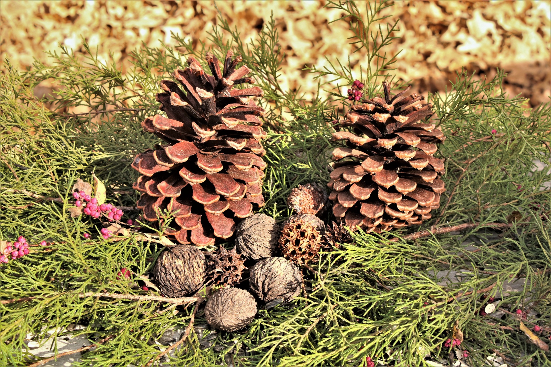 Pine Cones And Cedar
