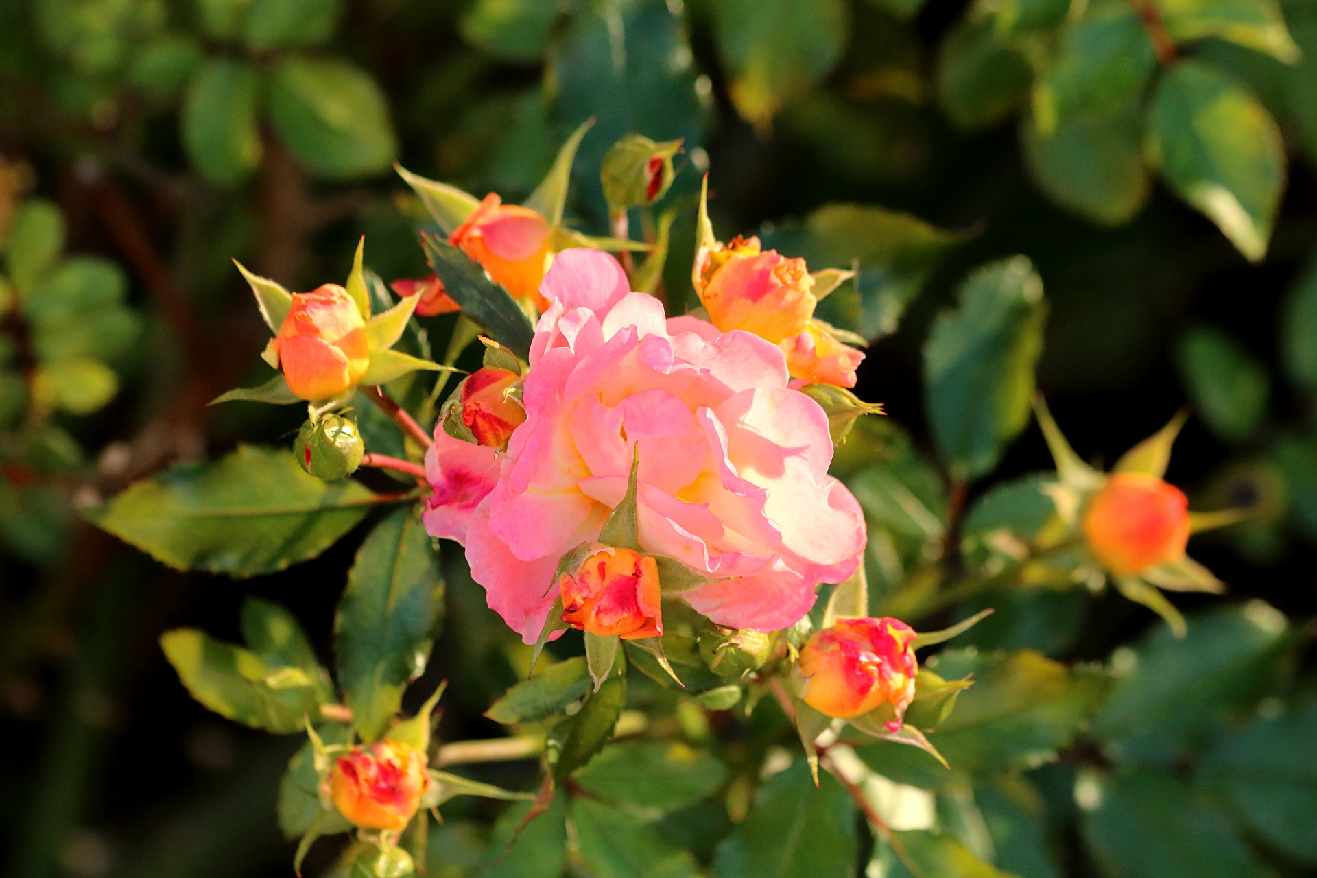 A beautiful light pink rose blooms, surrounded by many tiny little pink and orange buds waiting to bloom, with green leaves in the background.