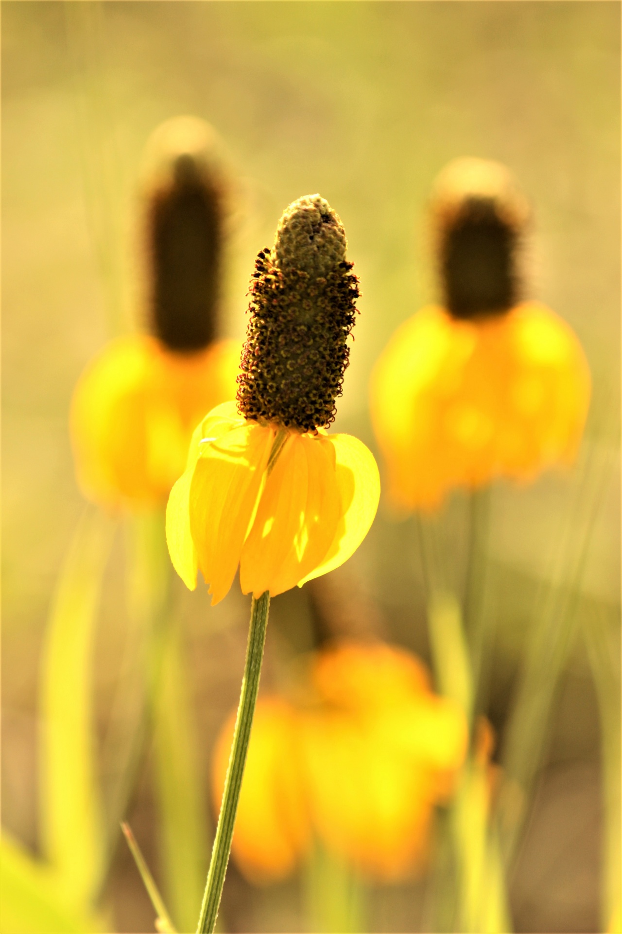Close-up of a beautiful yellow prairie coneflower with two more coneflowers in the blurred yellow background as bokeh.