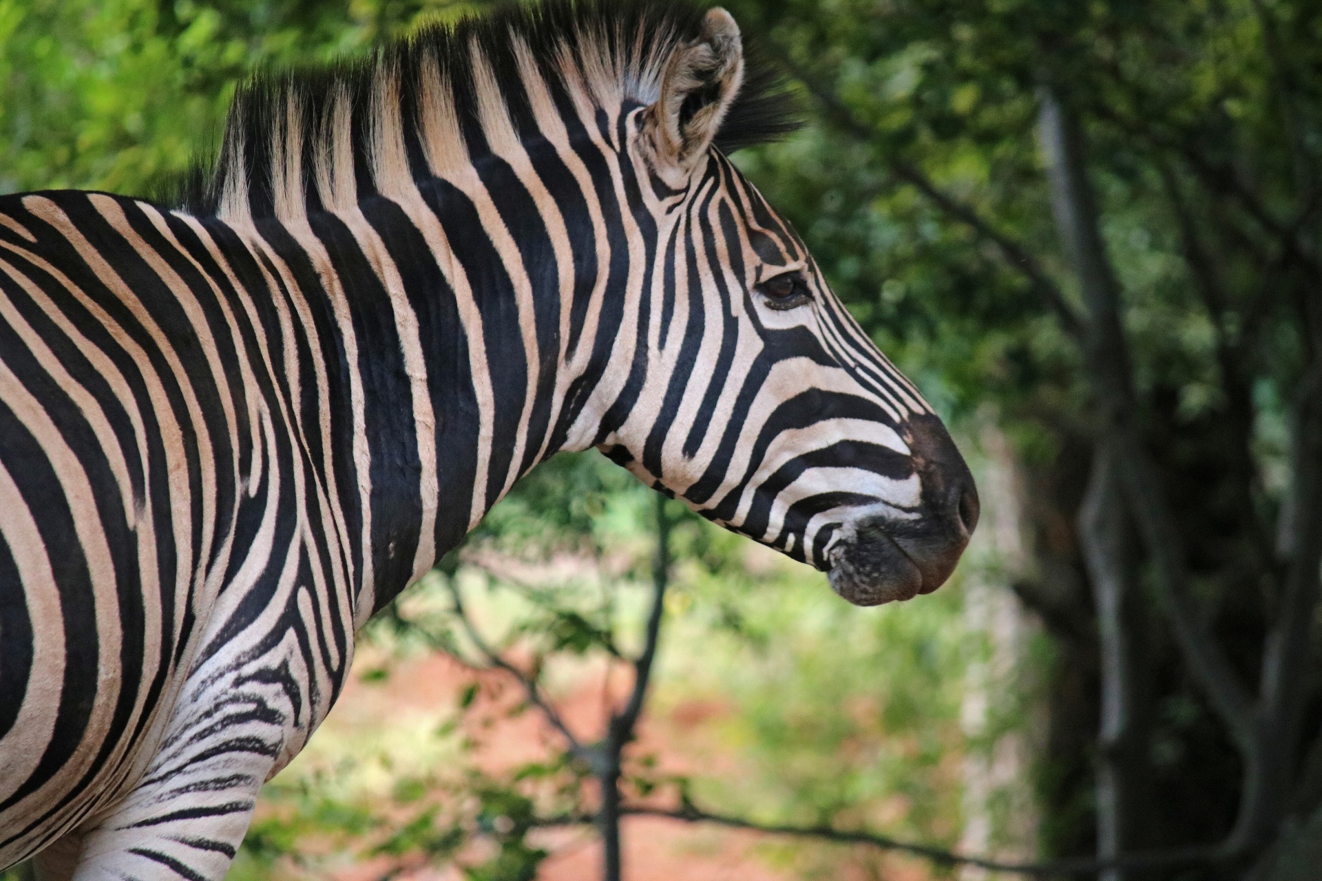 Profile Of Zebra