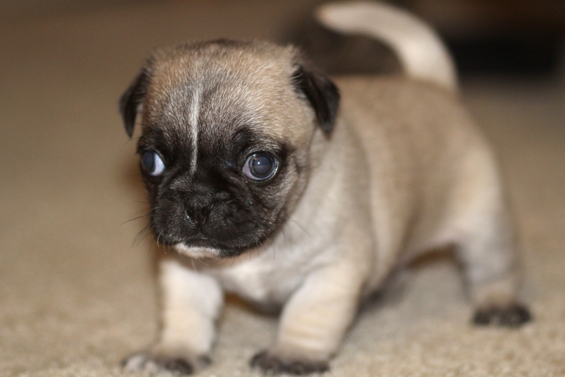 Close up picture of a 6 week old pug puppy dog
